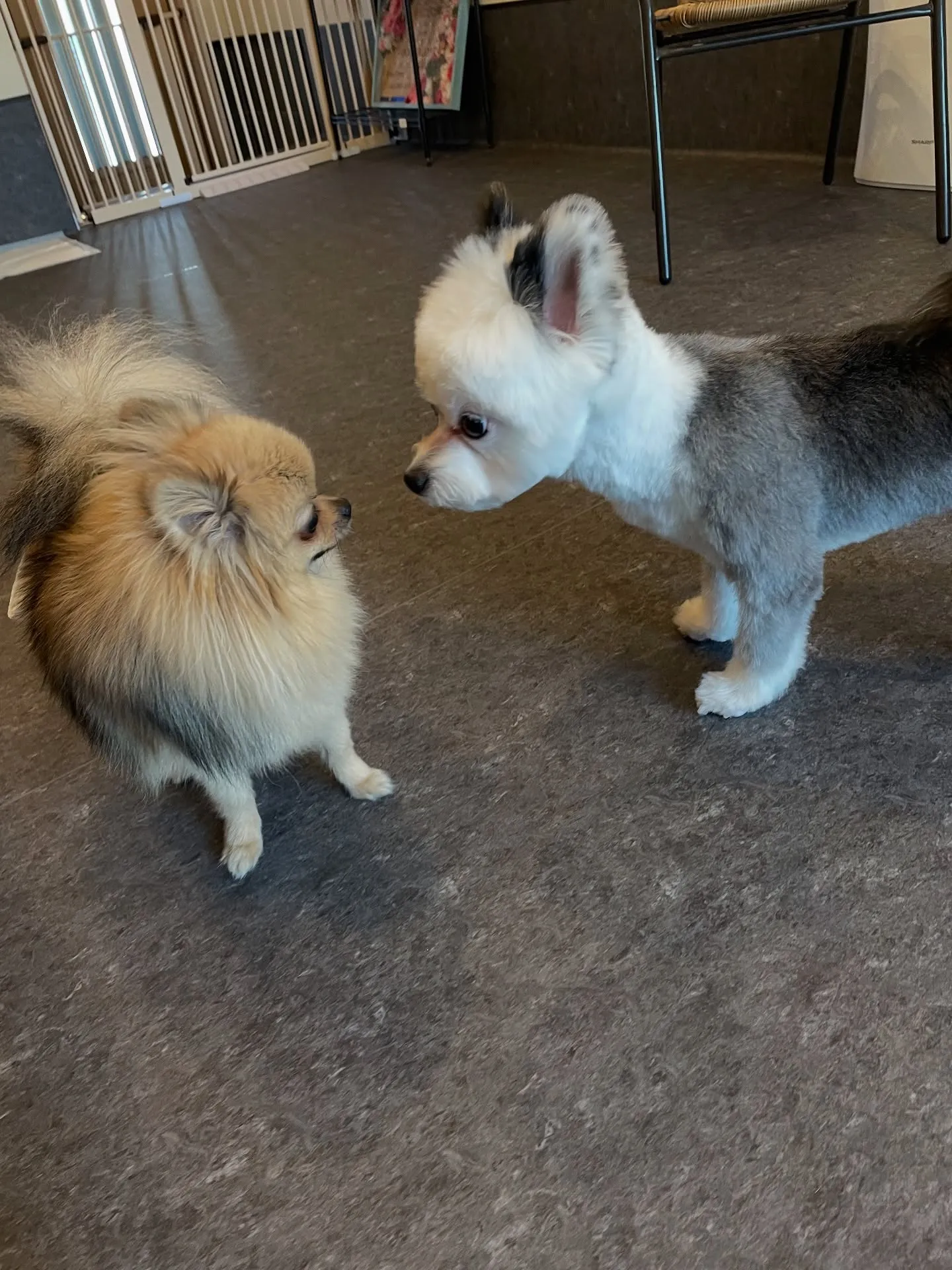 福岡市東区にあるトリミング専門店「Udog」は、ペットホテル...