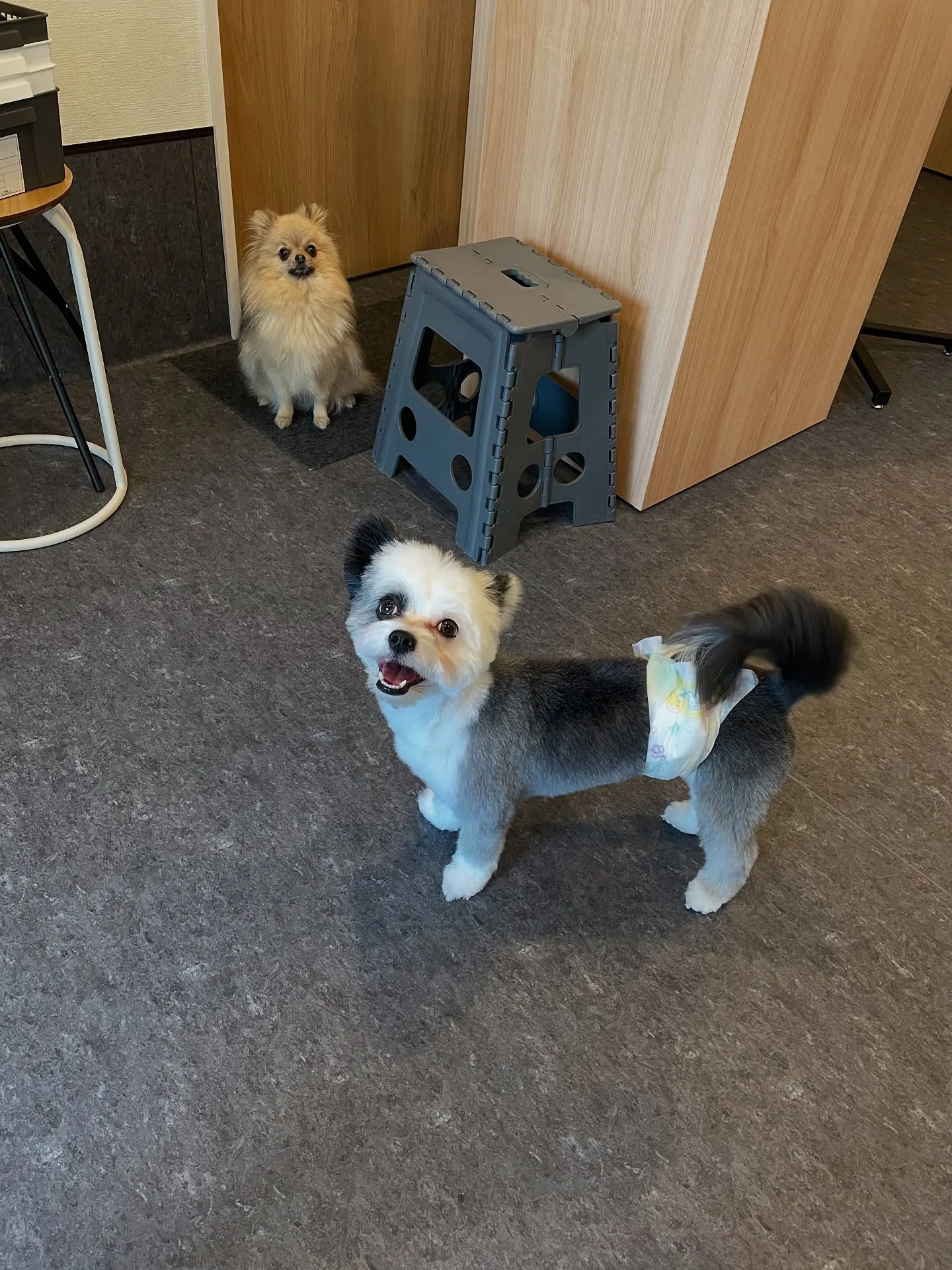 福岡市東区にあるトリミング専門店「Udog」は、ペットホテル...