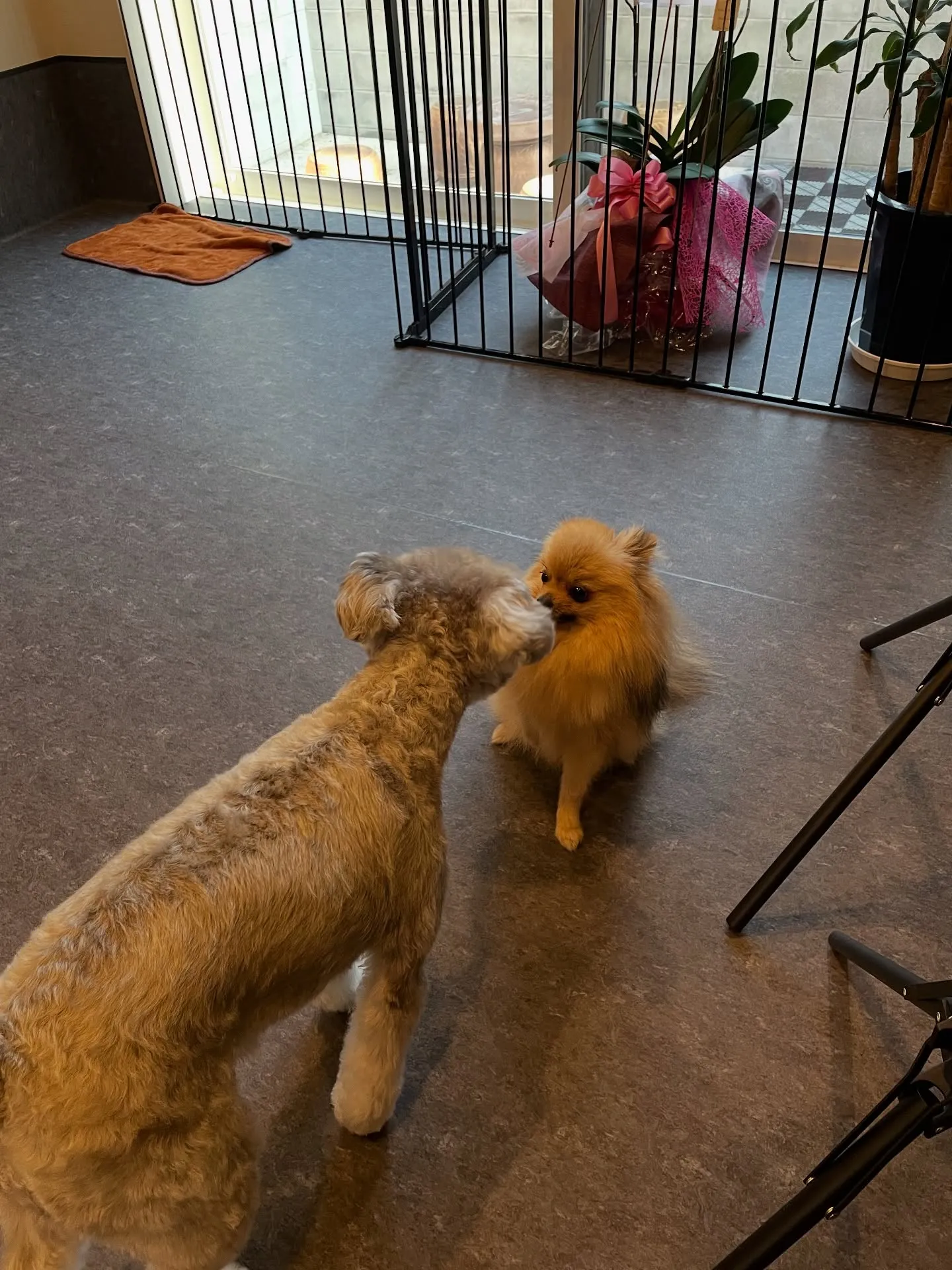 福岡市東区にあるトリミング専門店「Udog」は、ペットホテル...