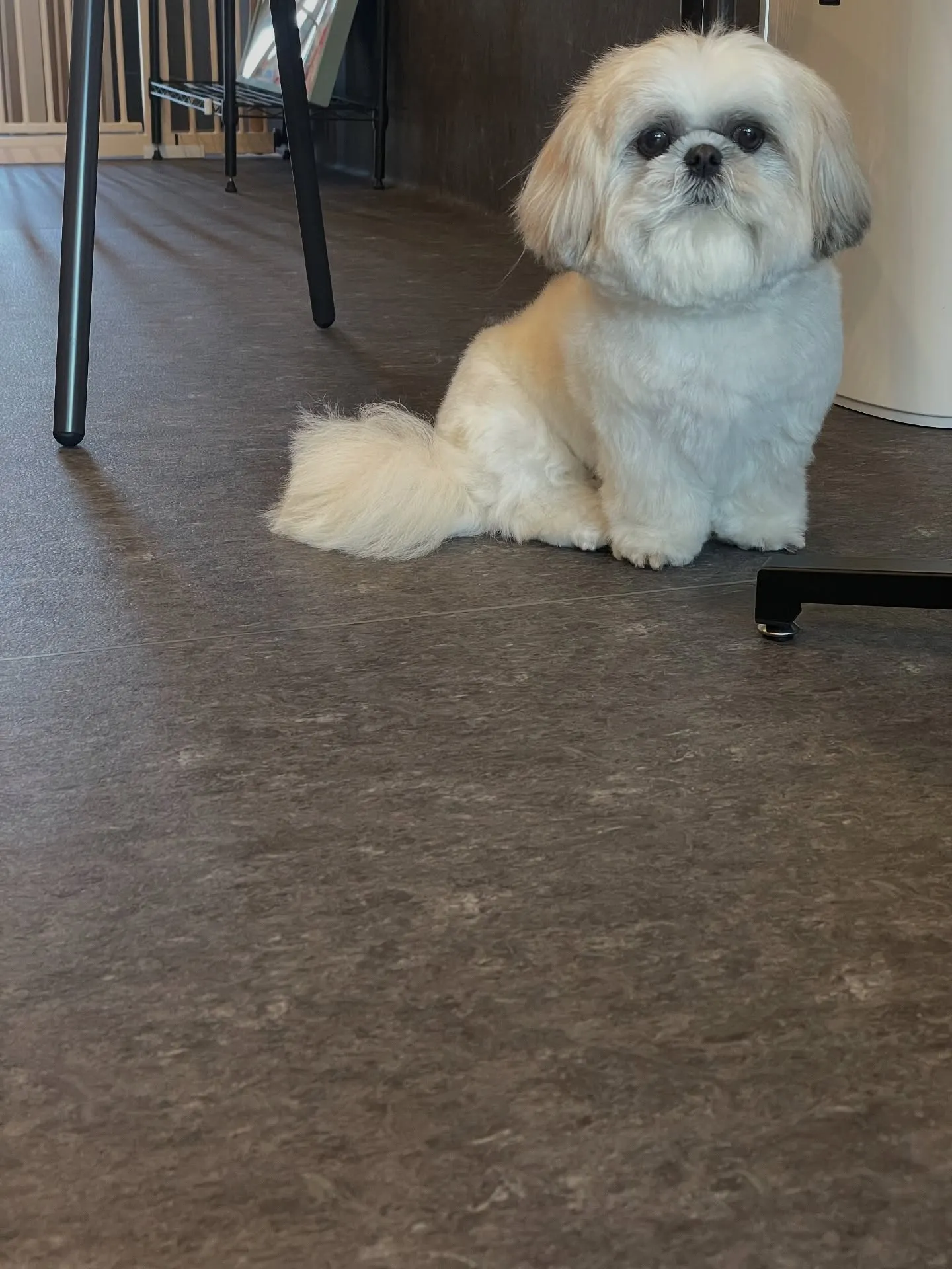 福岡市東区にある特別なトリミング専門店「Udog」は、トリミ...