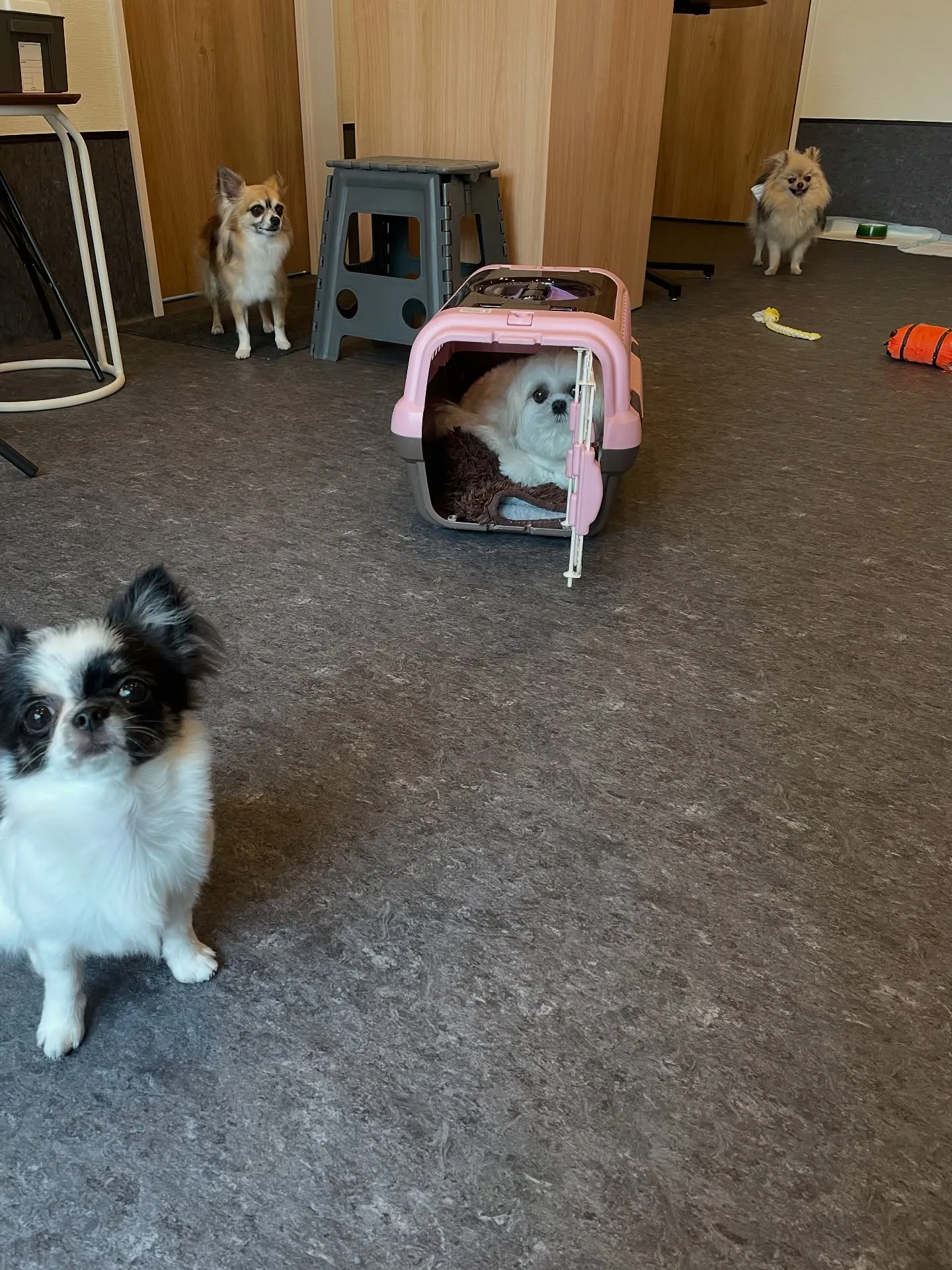 福岡最大規模のトリミング専門店、Udogへようこそ！🐾✨ 当...