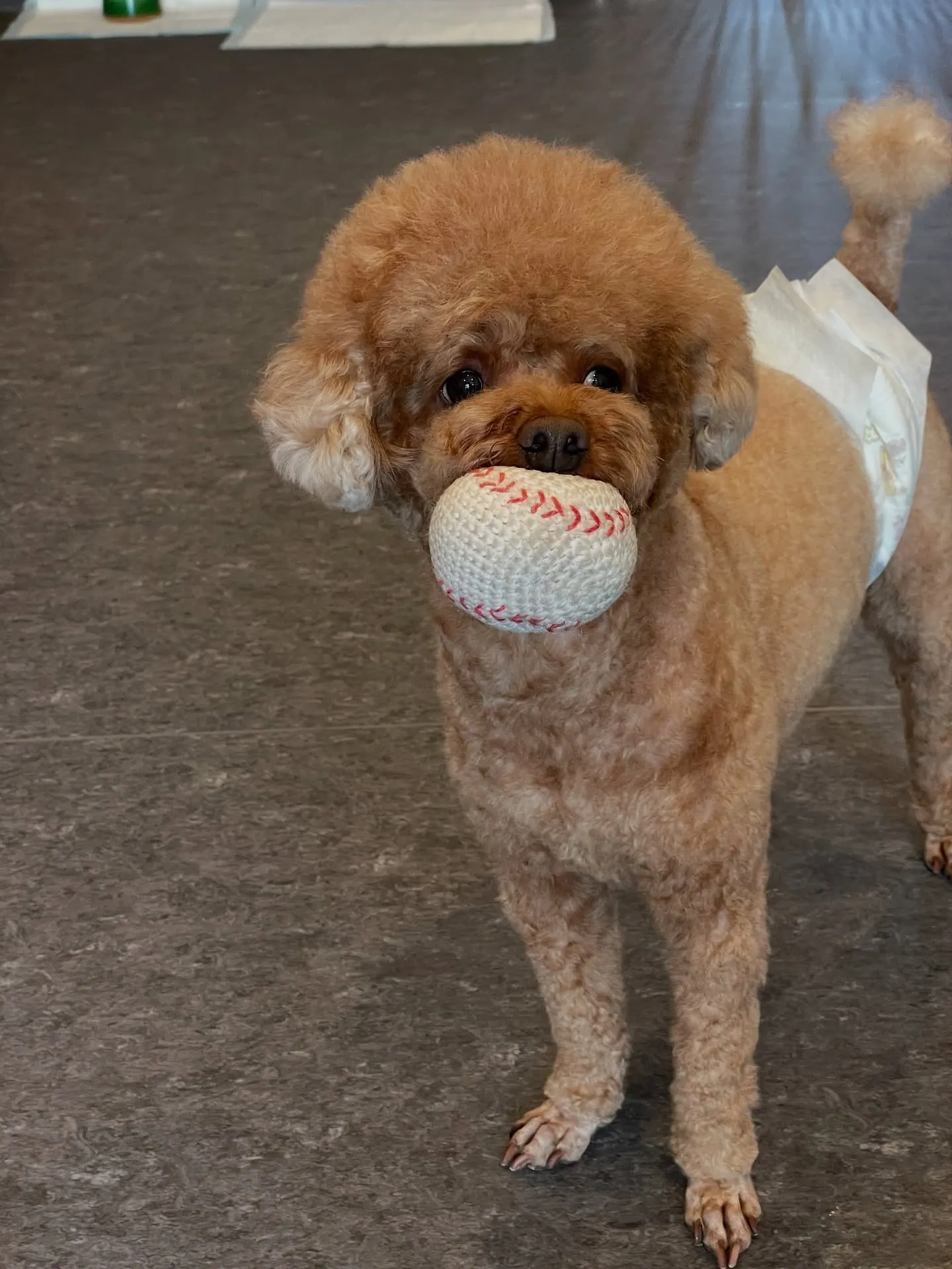 先日、U dogにて看板犬のトリミングを行いました🐶✂️。