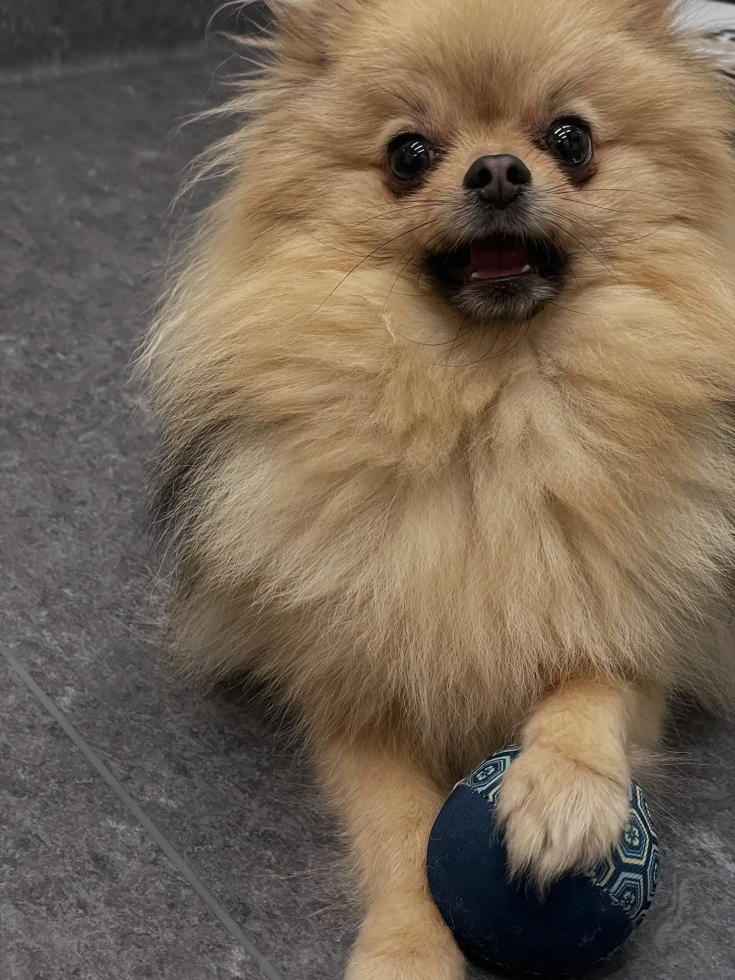 福岡市東区にあるトリミング専門店Udogは、ワンちゃんにとっ...