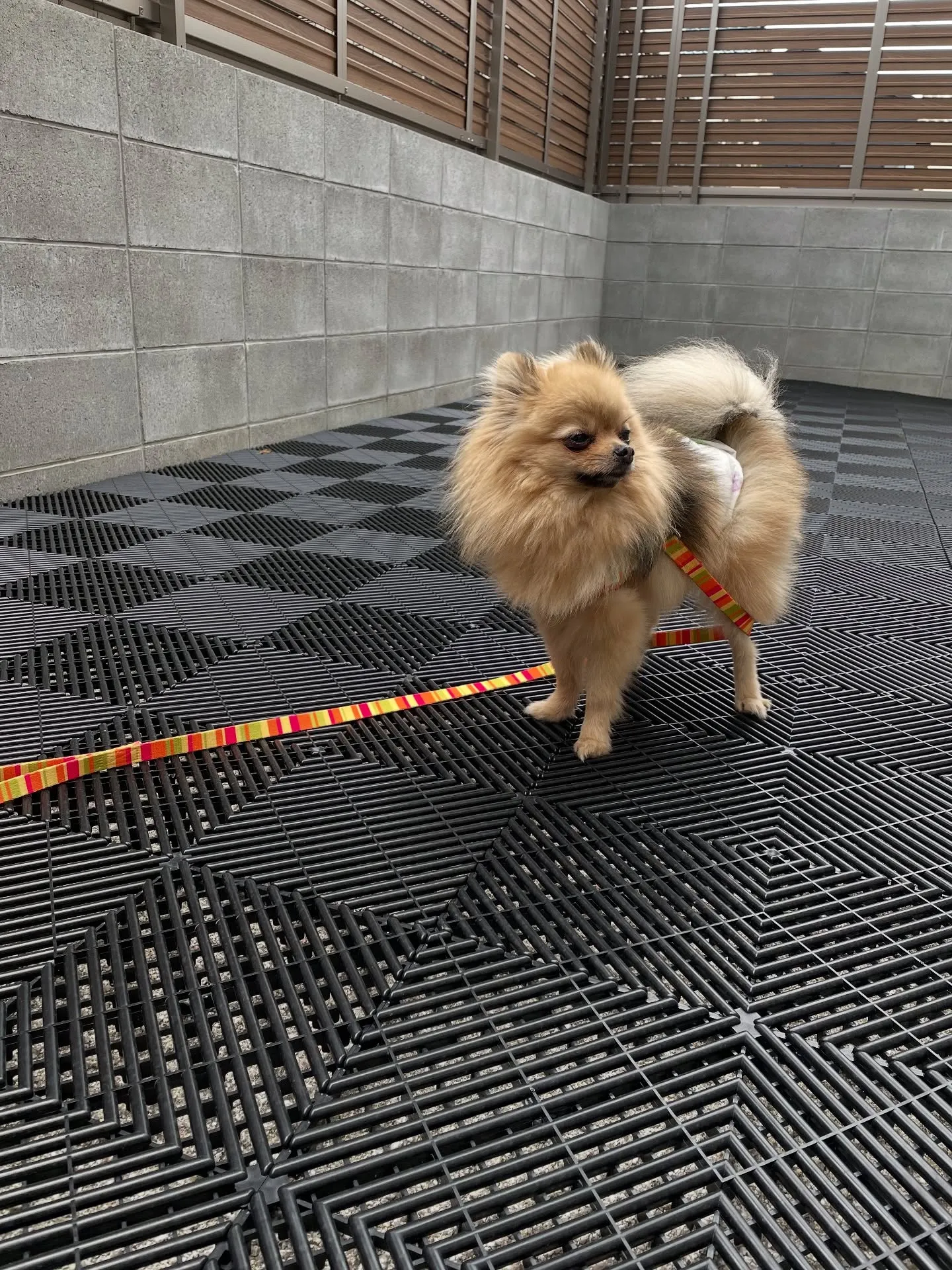 福岡市東区にあるトリミング専門店Udogは、ワンちゃんにとっ...