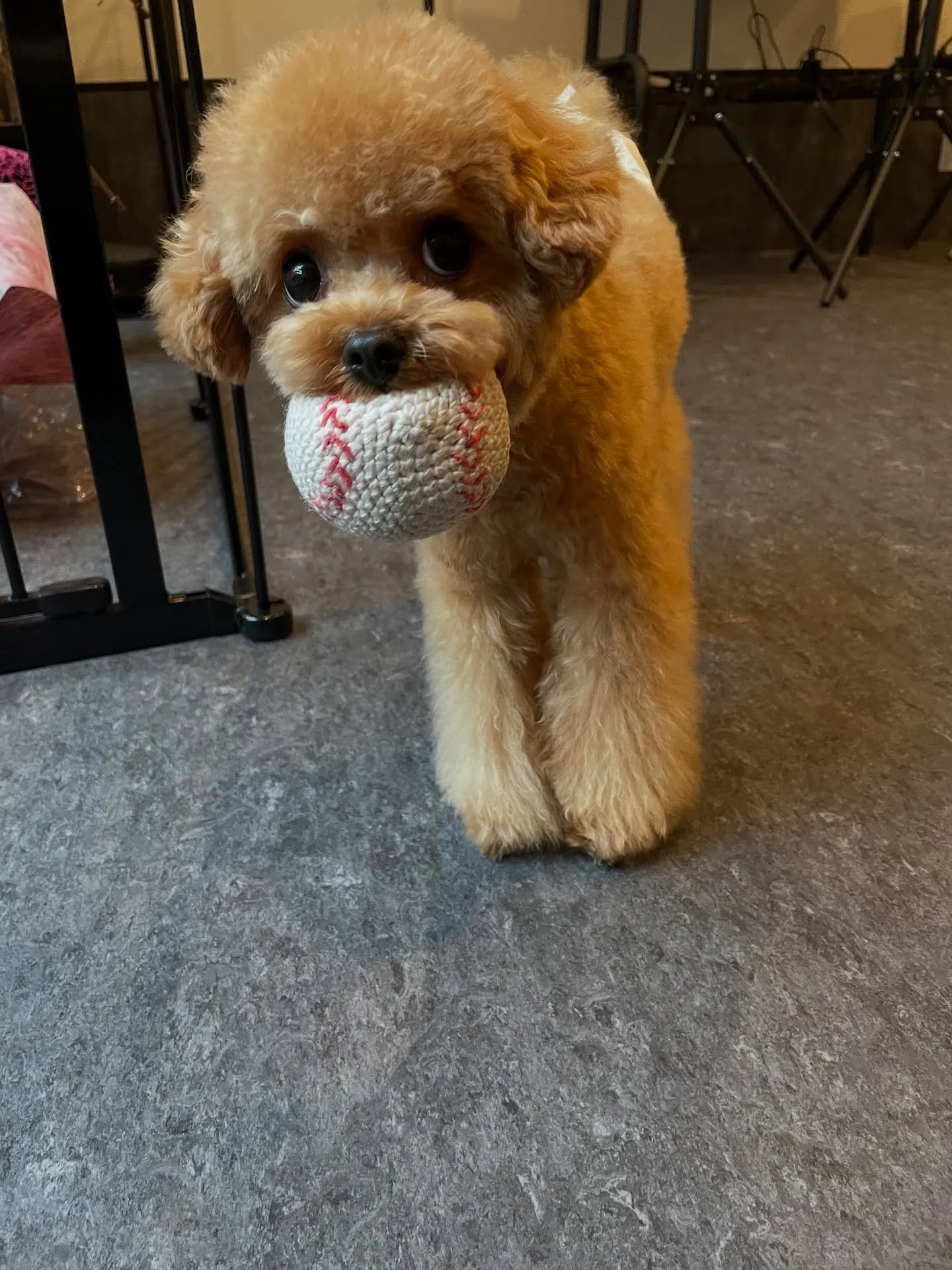福岡市東区に位置するトリミング専門店Udogでは、お客様とそ...