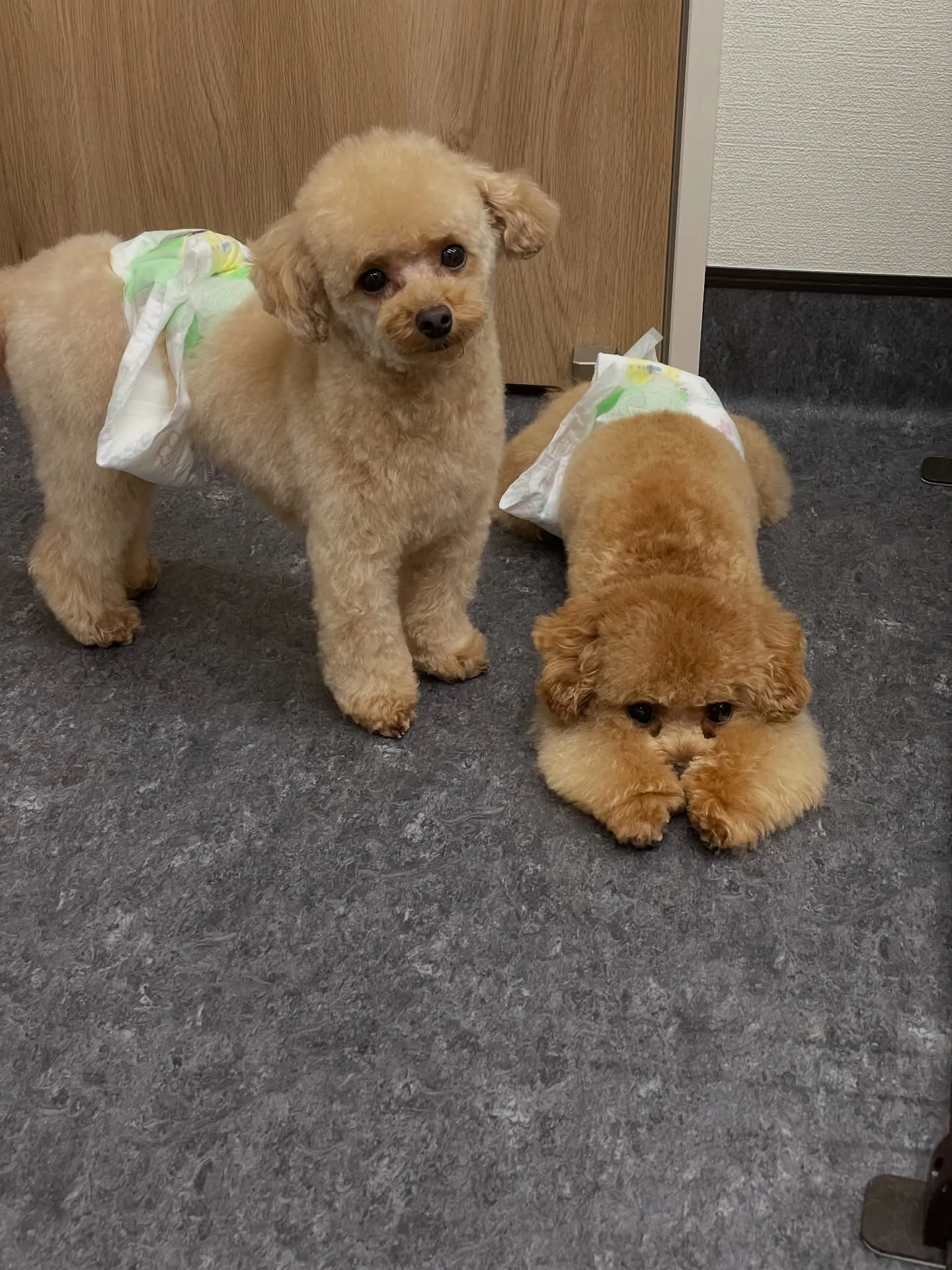 福岡市東区に位置するトリミング専門店Udogでは、お客様とそ...