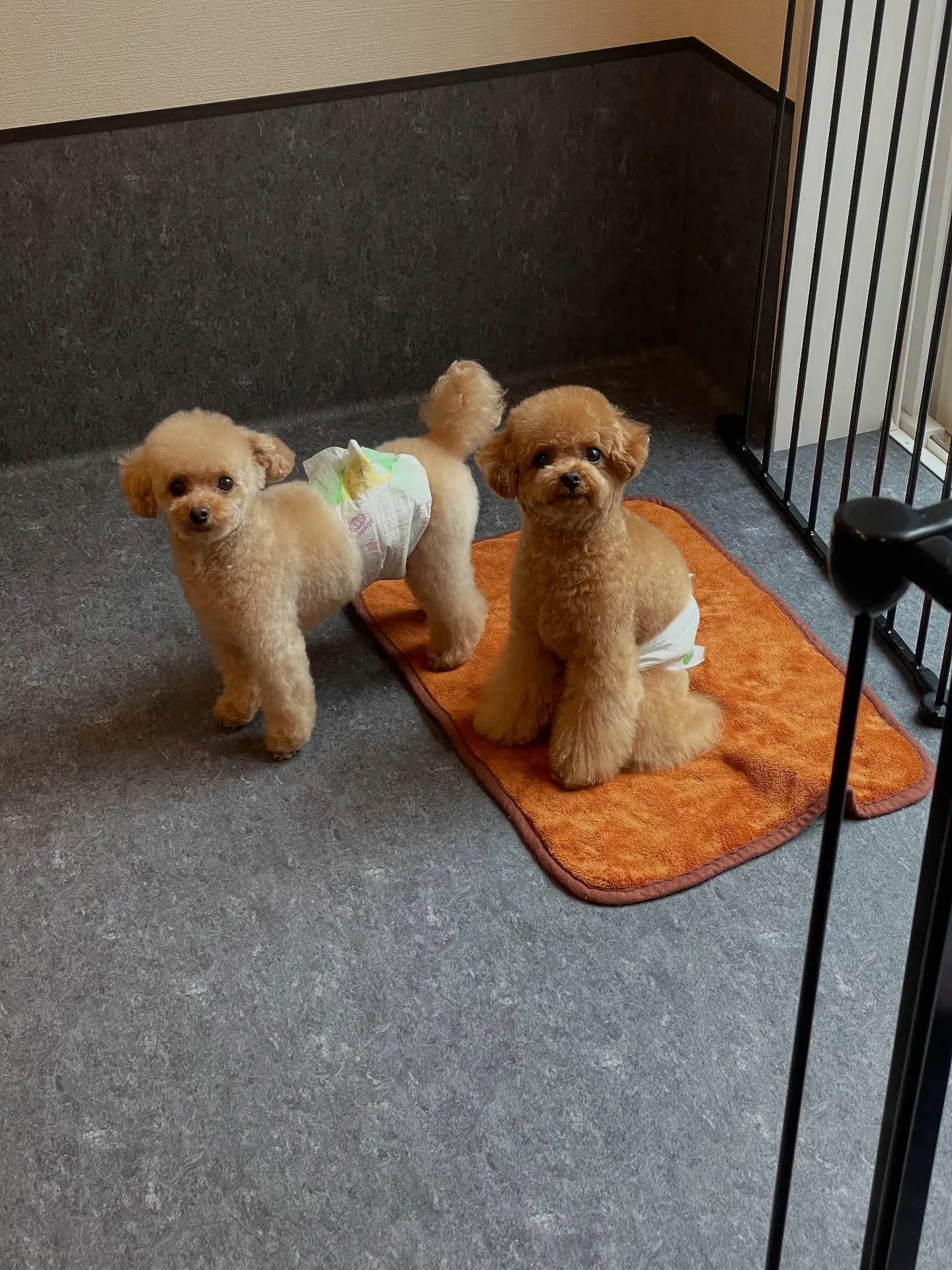 福岡市東区に位置するトリミング専門店Udogでは、お客様とそ...