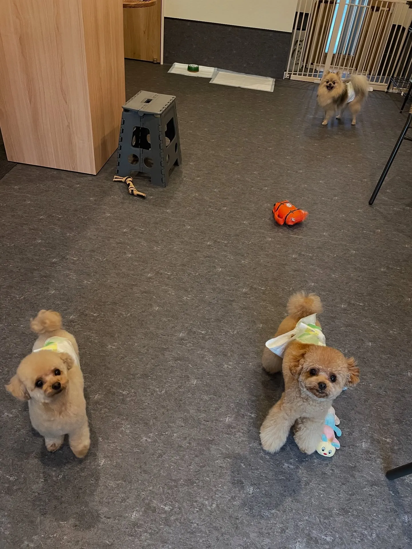 福岡市東区に位置するトリミング専門店Udogでは、お客様とそ...