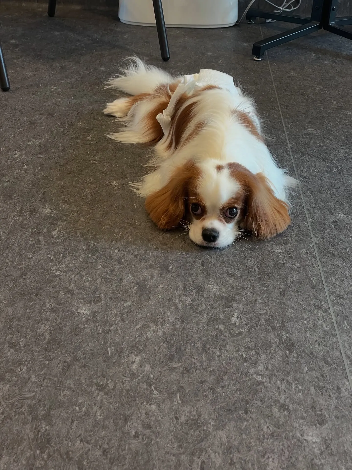 福岡市東区にあるトリミング専門店Udogは、デザインもサービ...