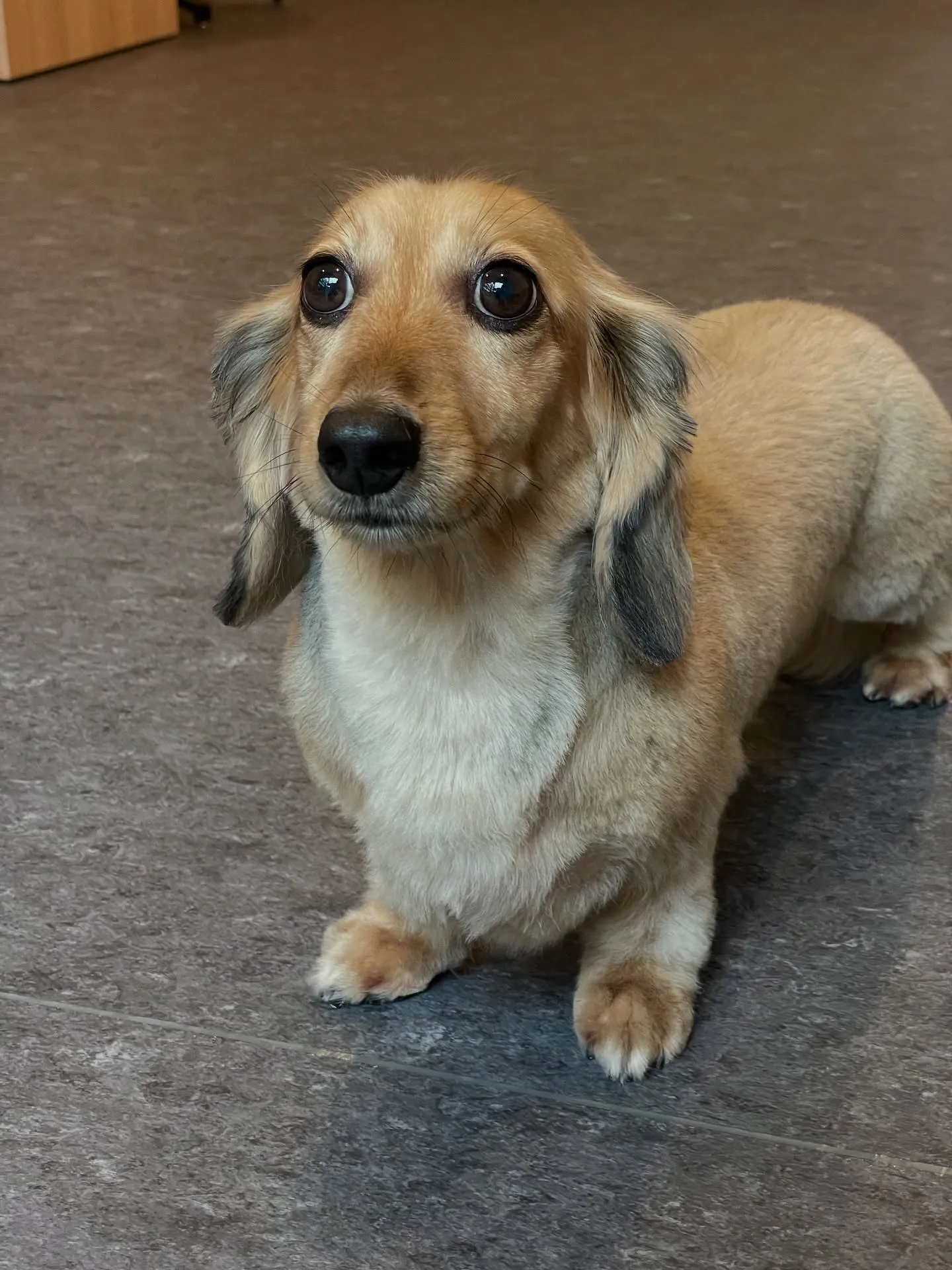 福岡市東区にあるトリミング専門店Udogは、デザインもサービ...