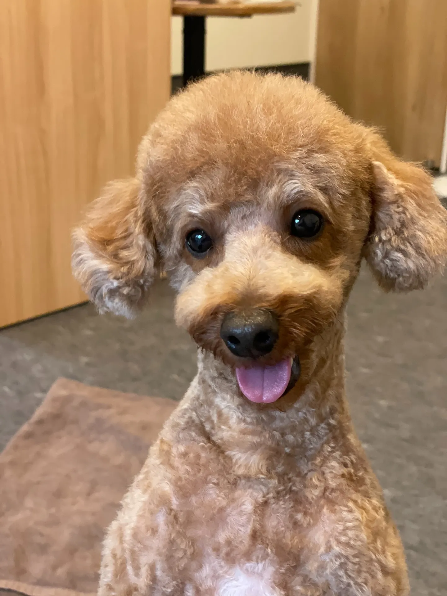 当サロンでは、多くのわんちゃんおもちゃ🧸で遊ぶのが好きなので...