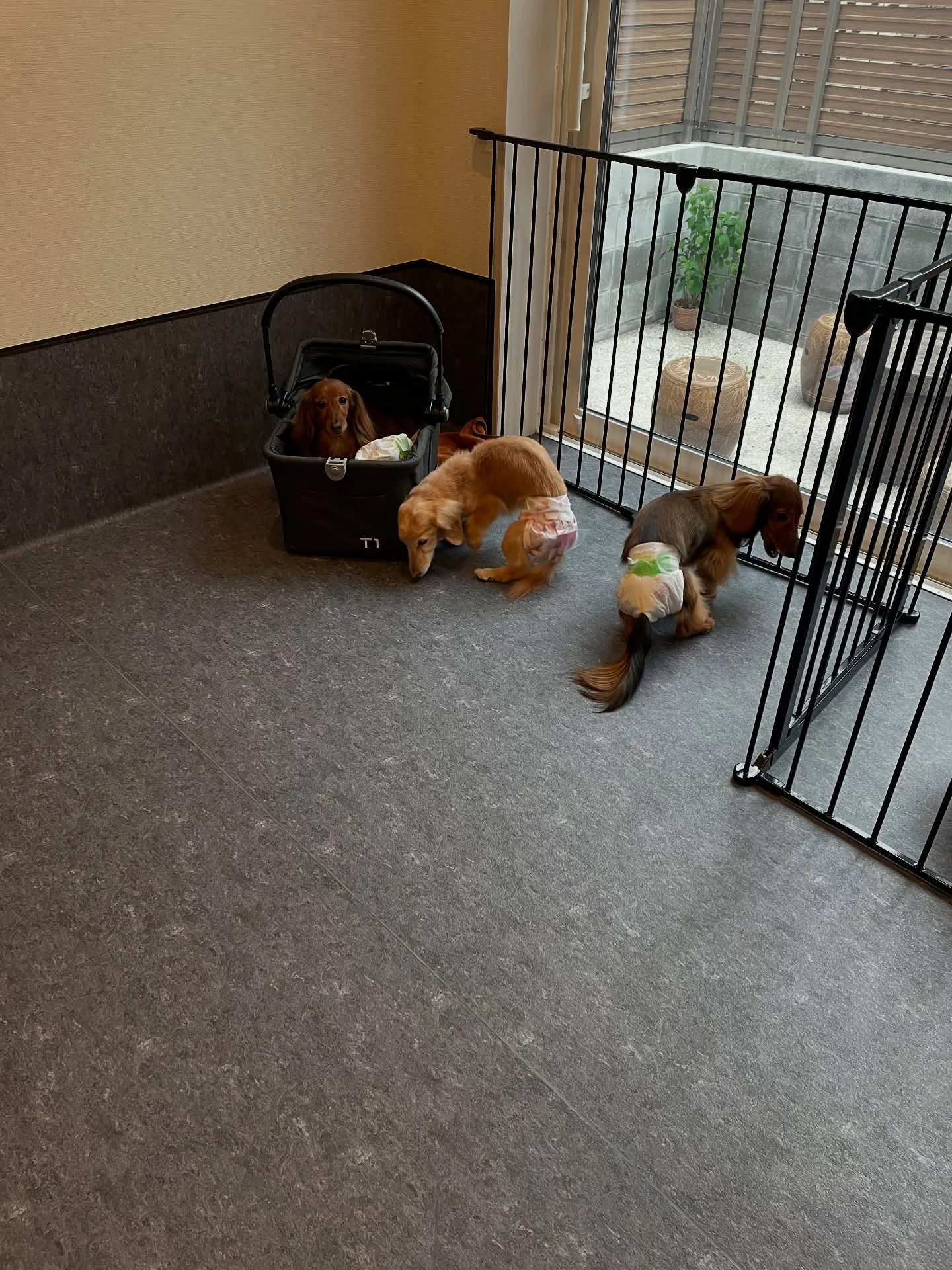 福岡市東区にあるトリミング専門店「Udog」は、わんちゃんが...