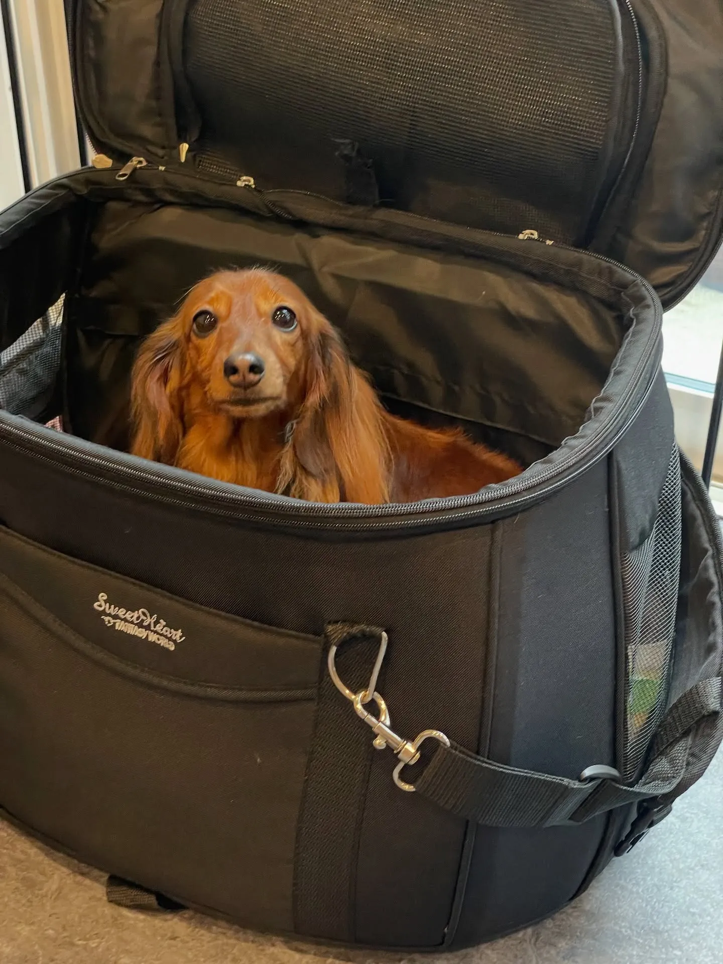 福岡市東区にあるトリミング専門店「Udog」は、わんちゃんが...