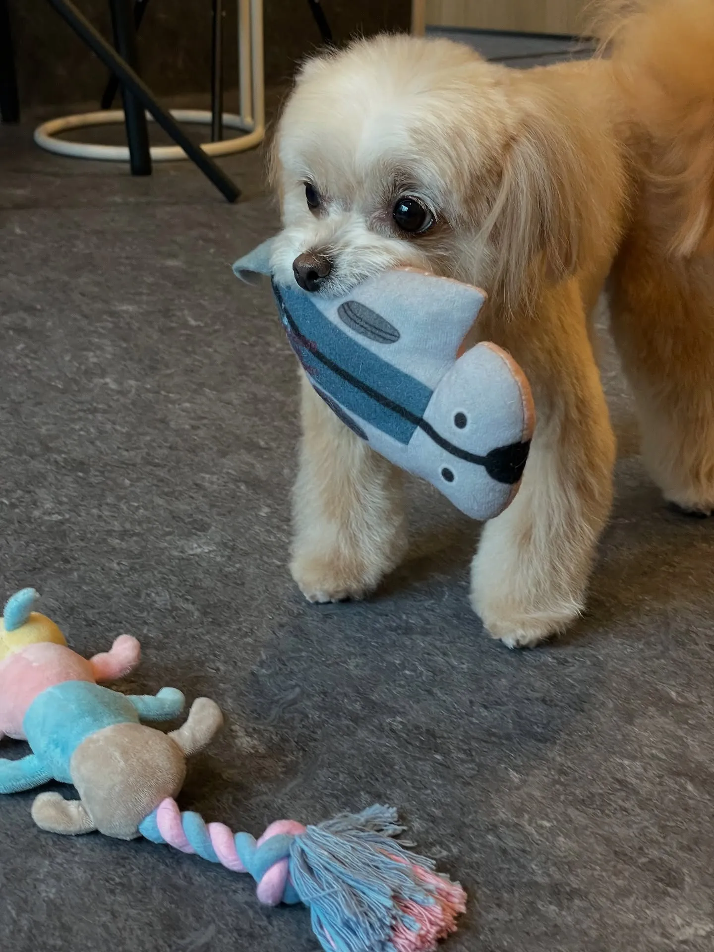 🌟 福岡市東区にあるトリミング専門店Udogでは、大切なワン...