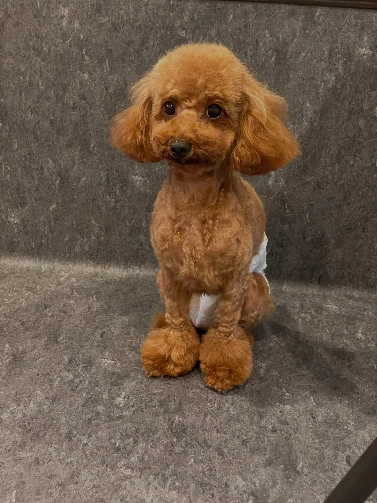 🌟 福岡市東区にあるトリミング専門店Udogでは、大切なワン...