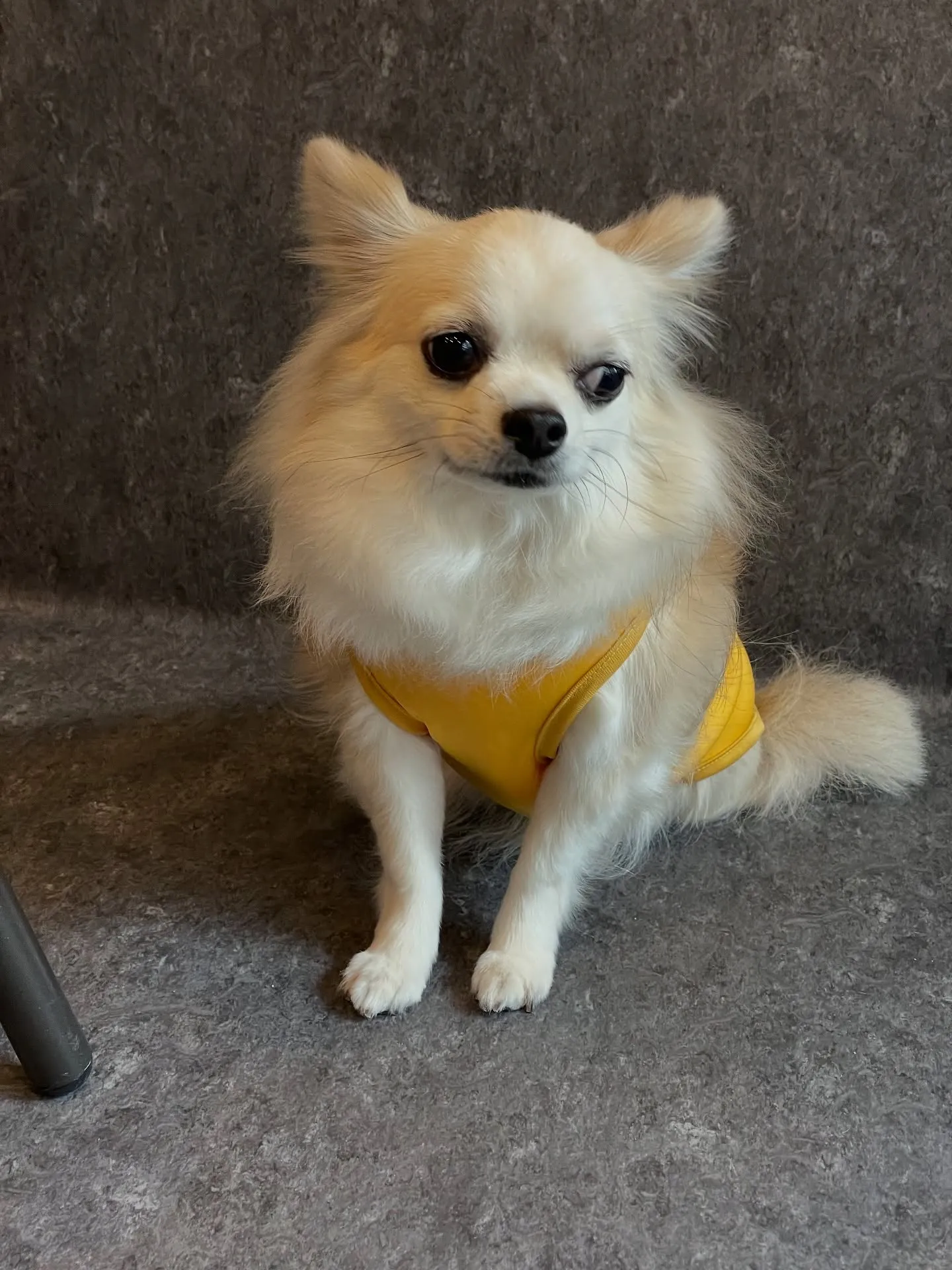 広々としたスペースで走り回ることができる、小型から中型犬専用...