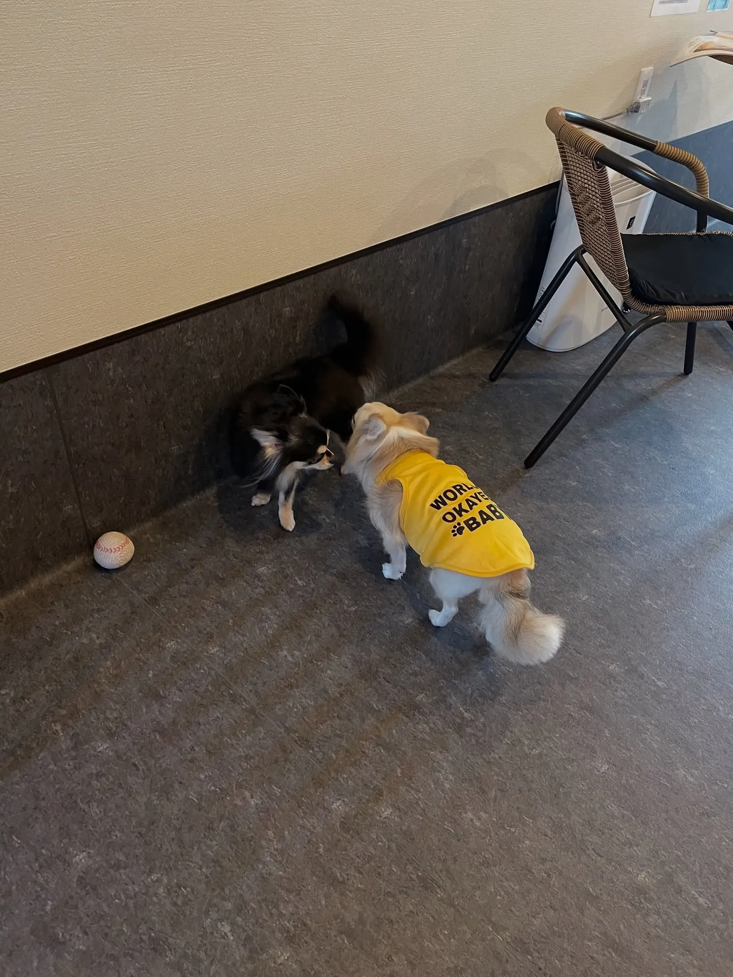 広々としたスペースで走り回ることができる、小型から中型犬専用...