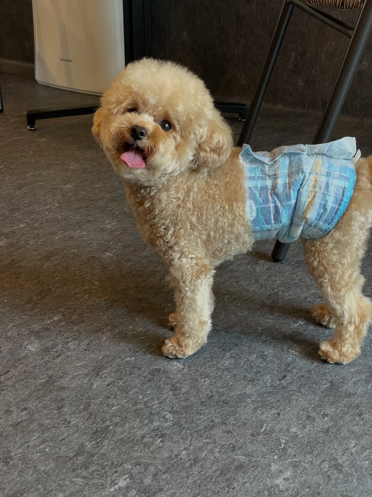 広々としたスペースで走り回ることができる、小型から中型犬専用...