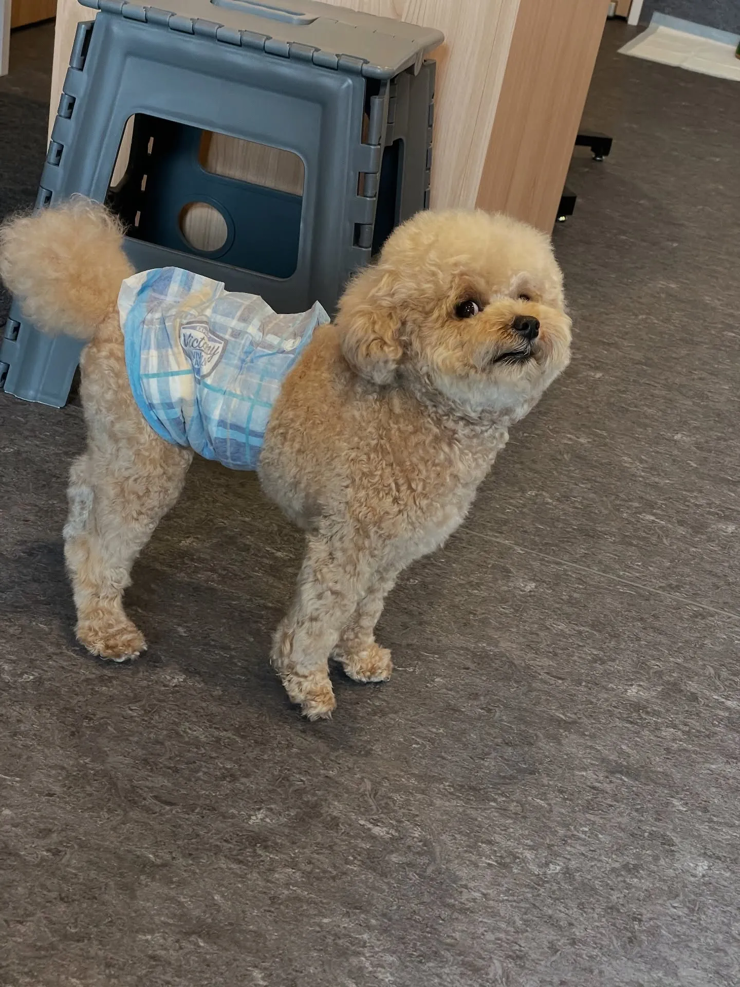 広々としたスペースで走り回ることができる、小型から中型犬専用...