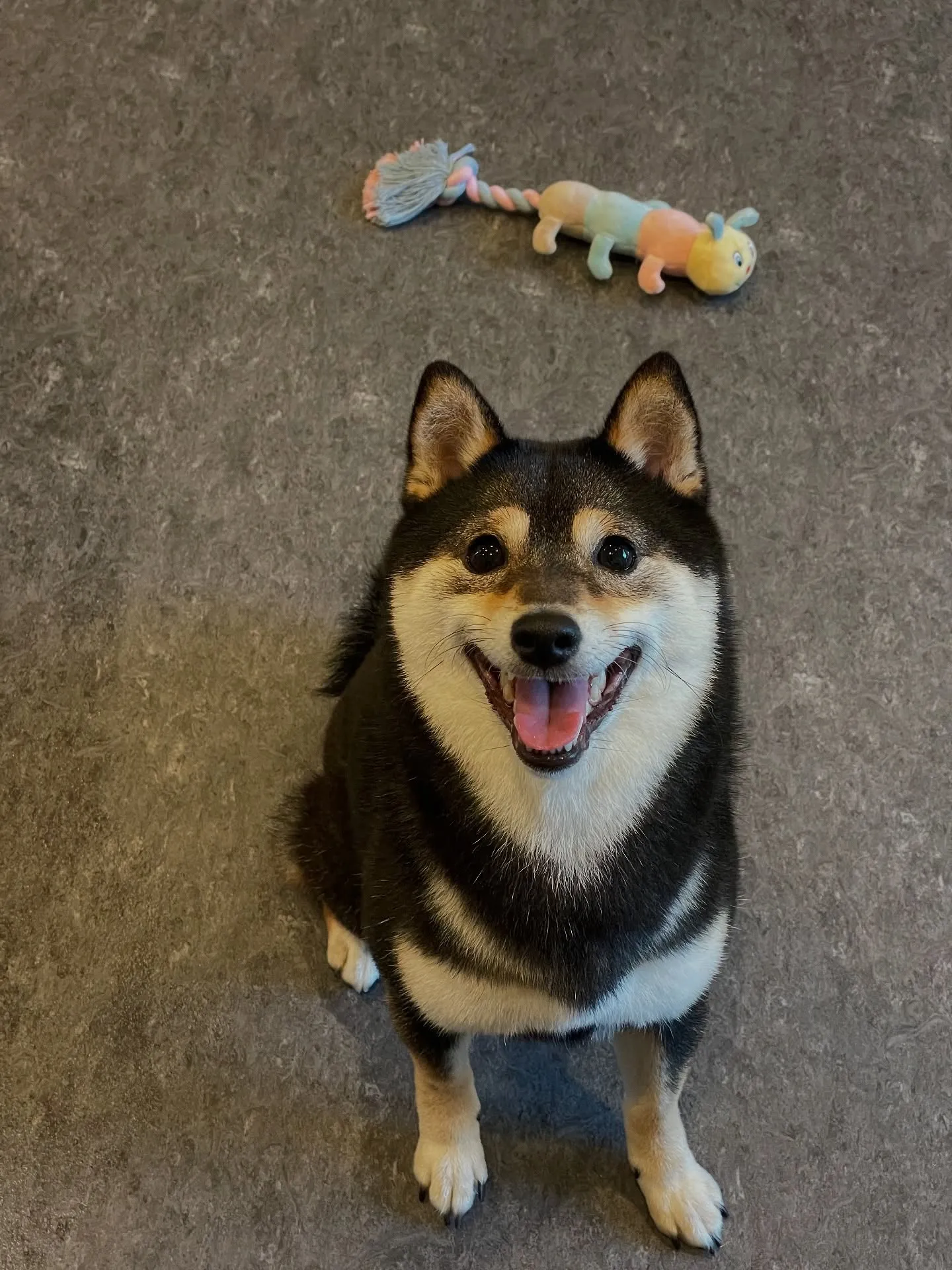 梅雨のシーズンでも、お天気を気にせずに愛犬と楽しい時間を過ご...