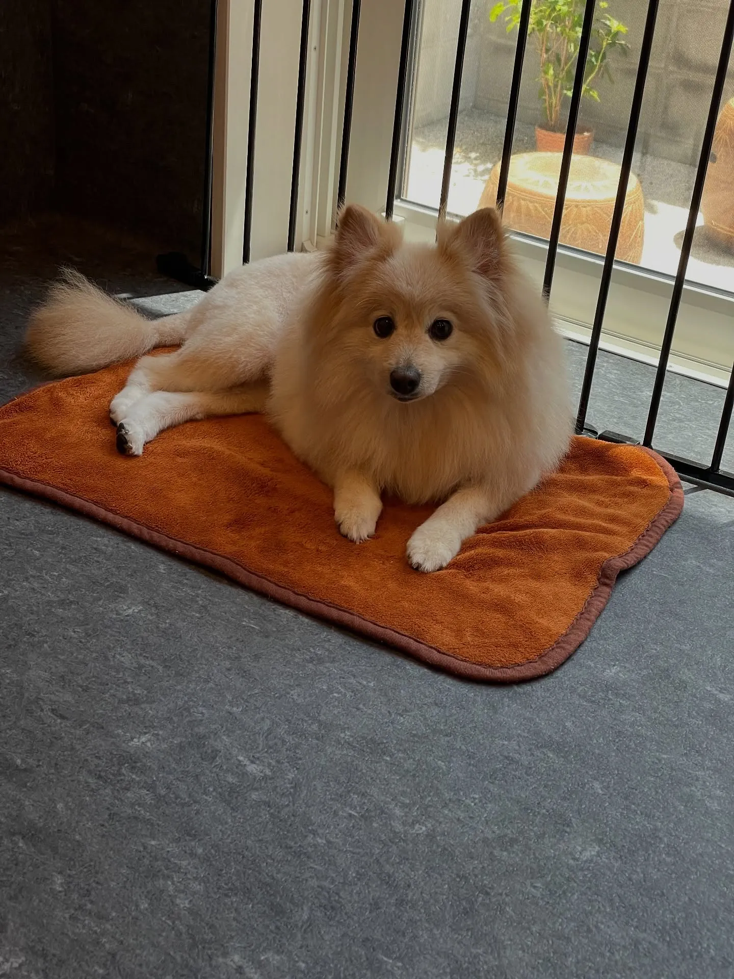 🌧️梅雨の季節がやってきましたね！福岡市東区にあるトリミング...