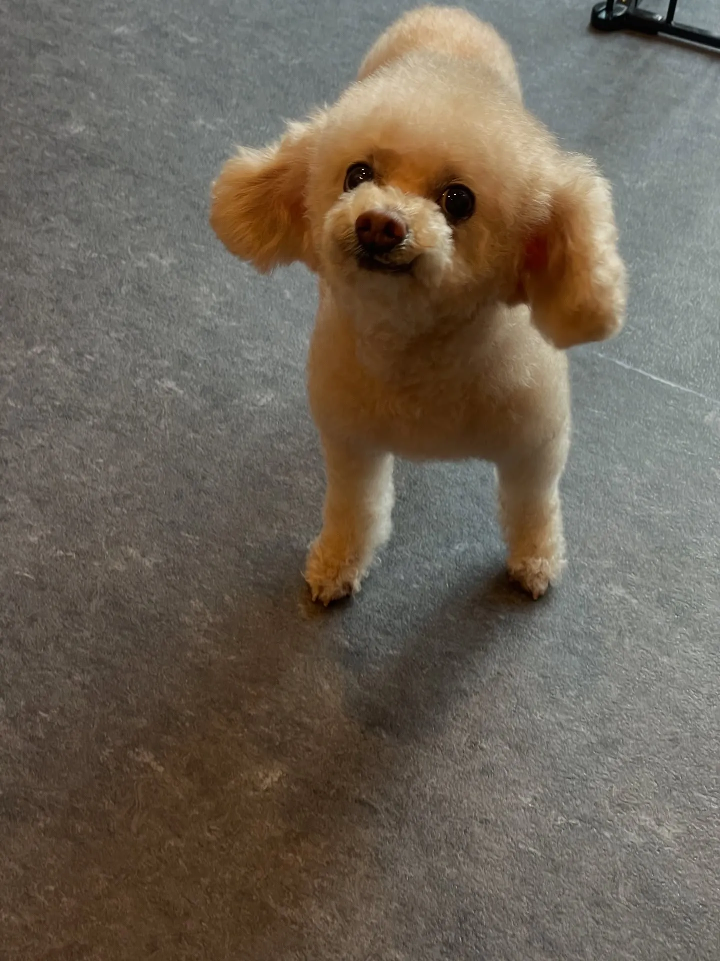 🌧️梅雨の季節がやってきましたね！福岡市東区にあるトリミング...