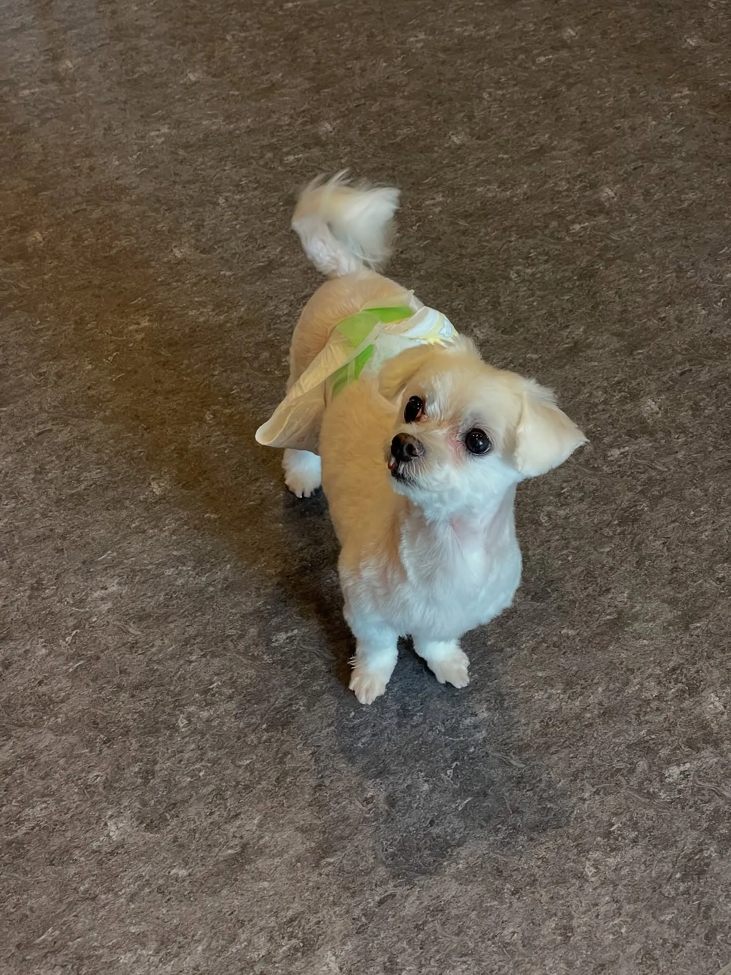 🌧️梅雨の季節がやってきましたね！福岡市東区にあるトリミング...