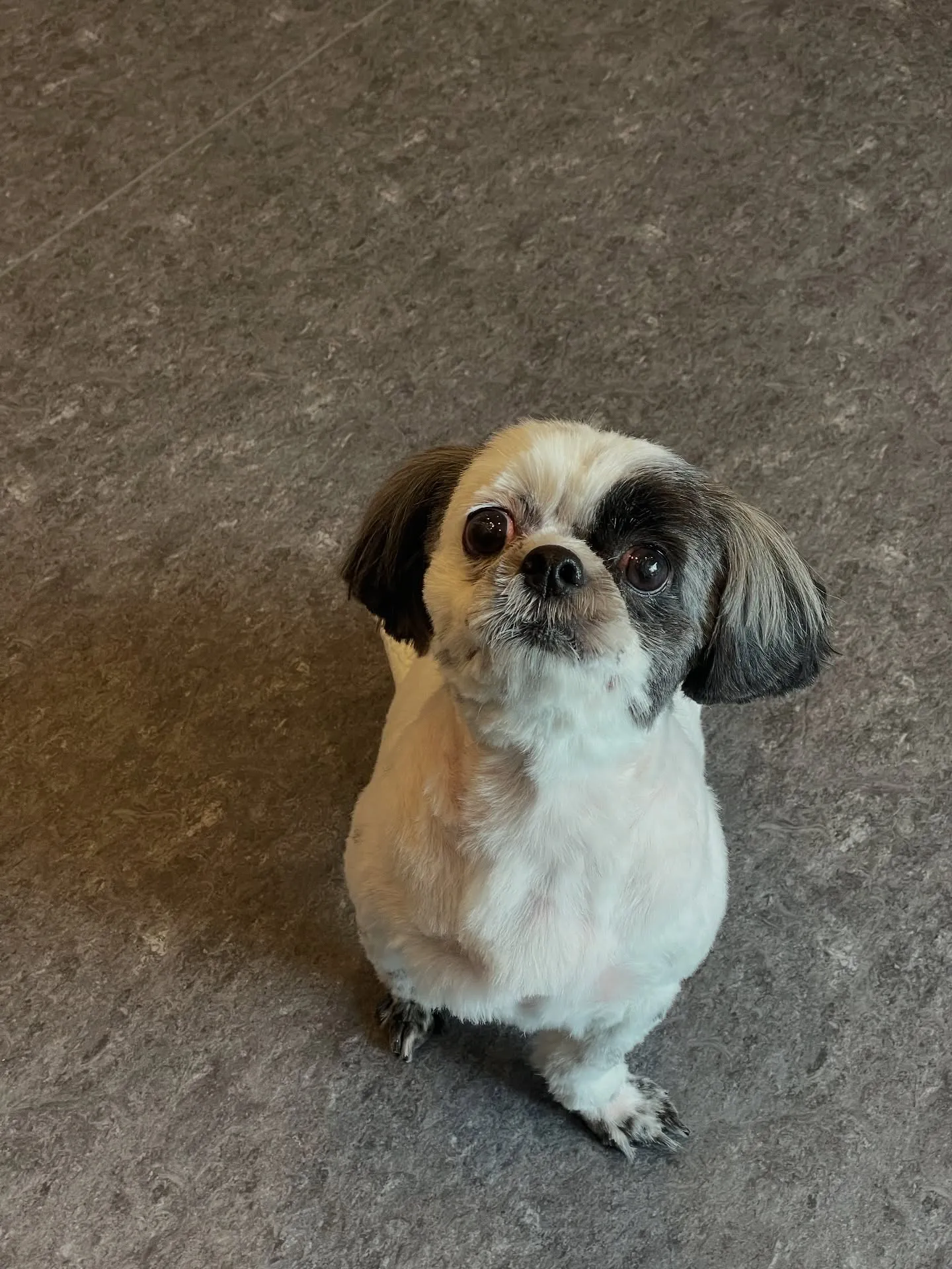 🌧️梅雨の季節がやってきましたね！福岡市東区にあるトリミング...
