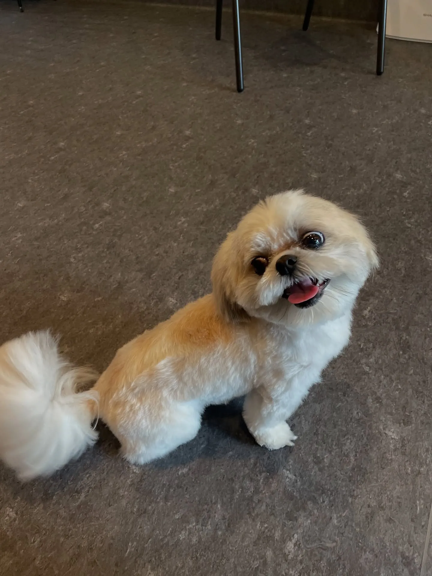 福岡市東区にあるトリミングサロン「Udog」では、トリミング...