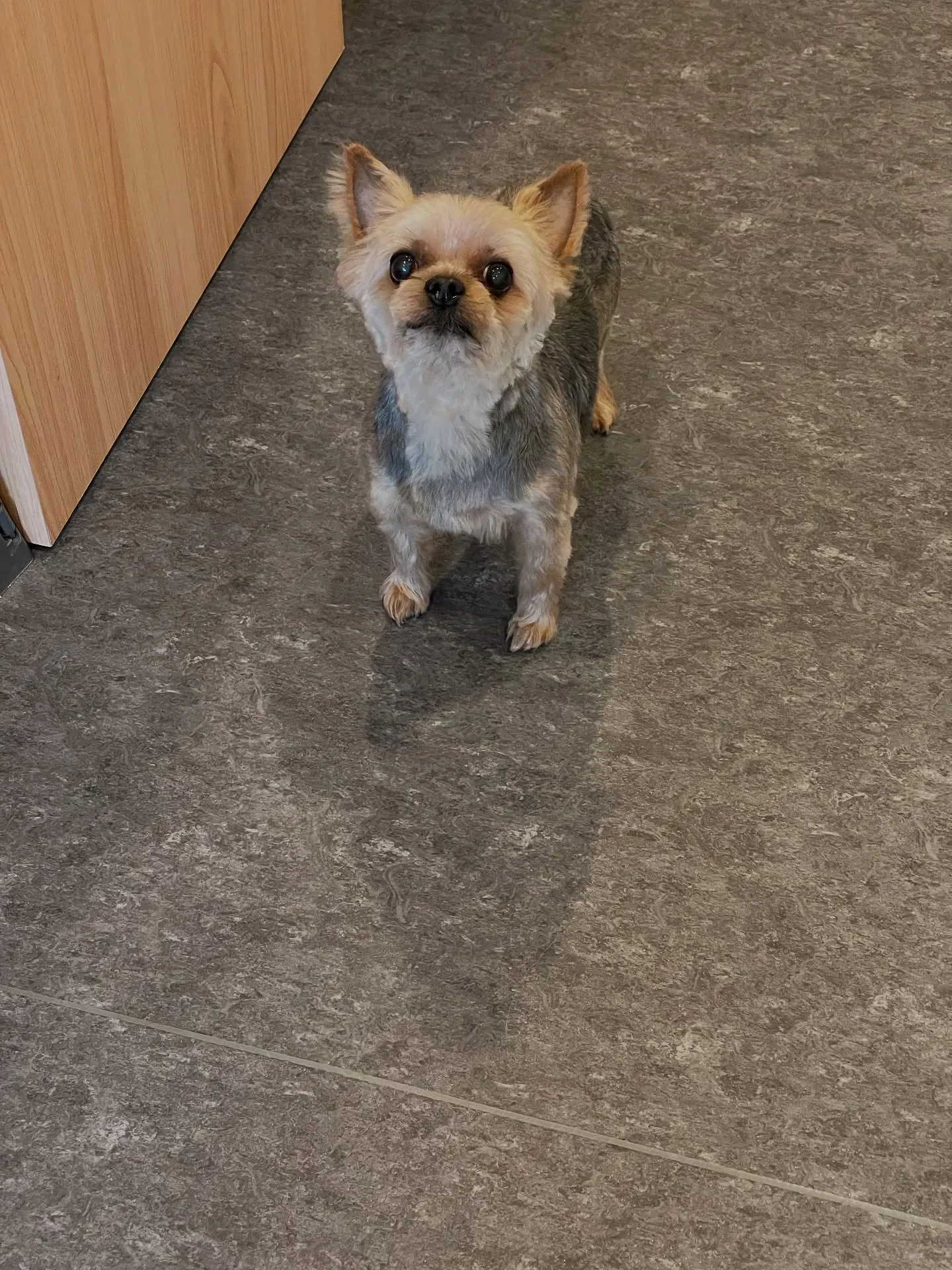 福岡市東区にあるトリミングサロン「Udog」では、トリミング...