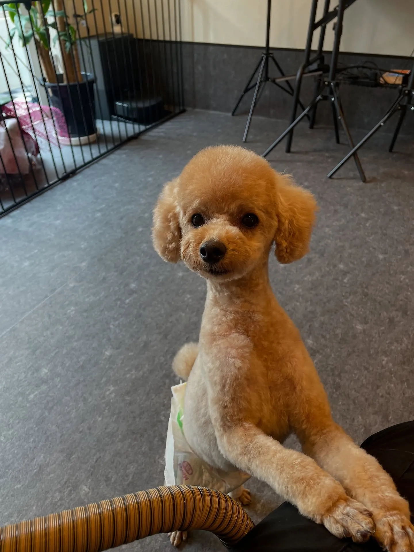 当トリミングサロンでは広々とした快適なスペースで、わんちゃん...