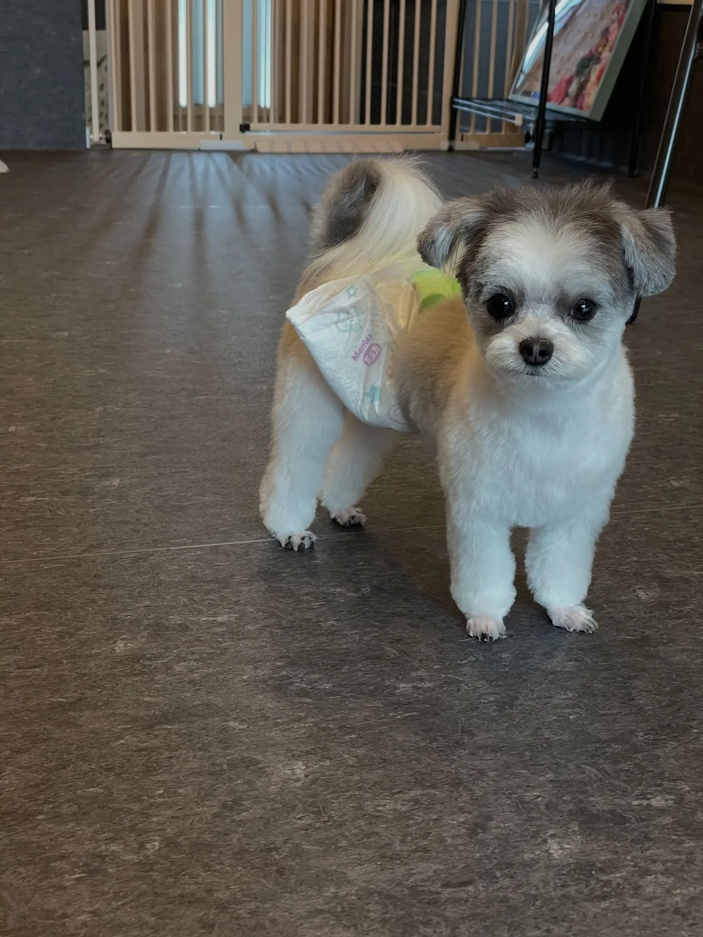 当トリミングサロンでは広々とした快適なスペースで、わんちゃん...