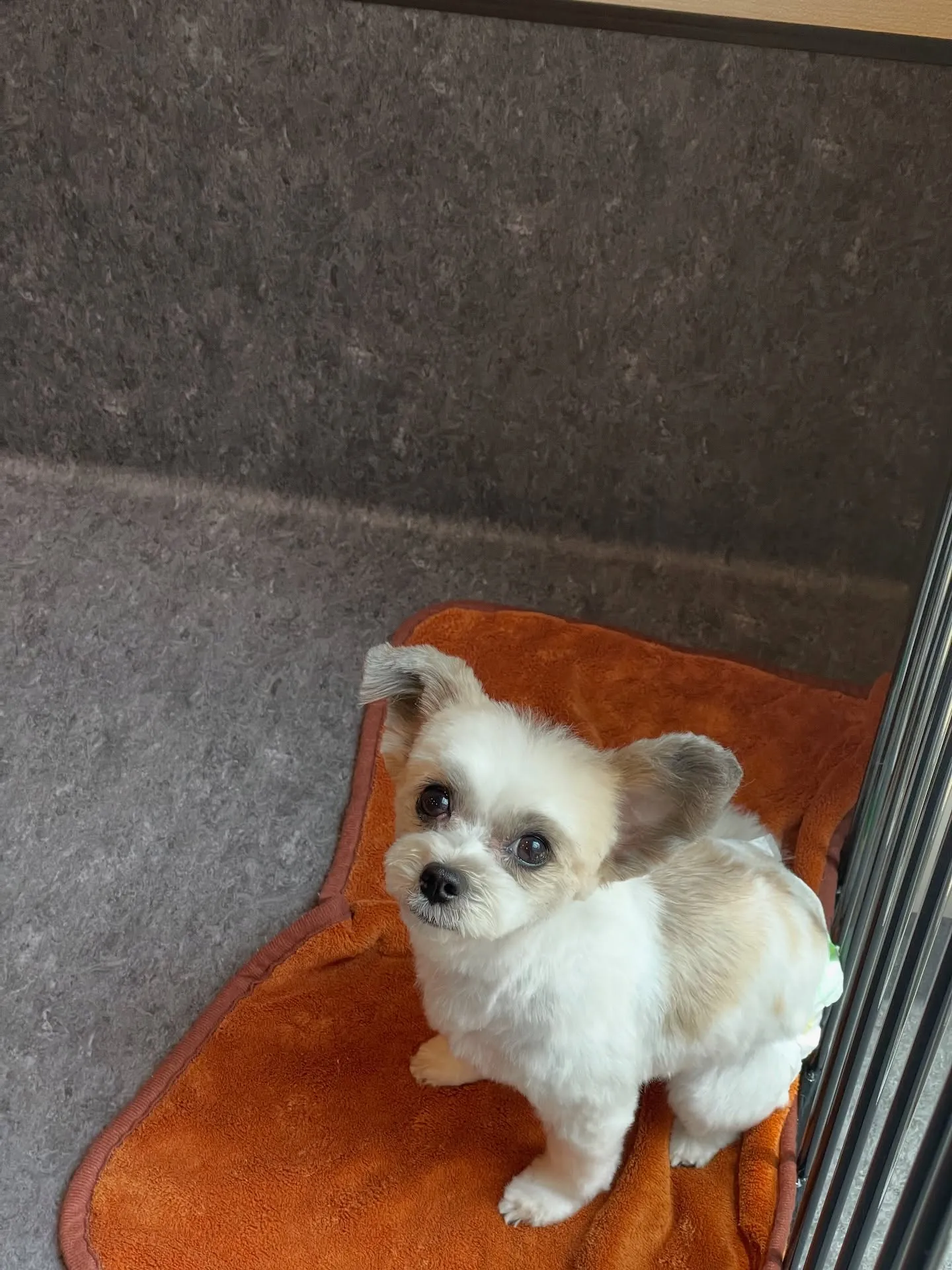 当トリミングサロンでは広々とした快適なスペースで、わんちゃん...