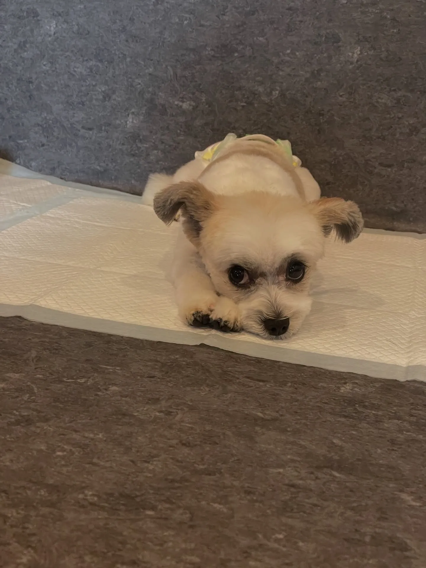 当トリミングサロンでは広々とした快適なスペースで、わんちゃん...