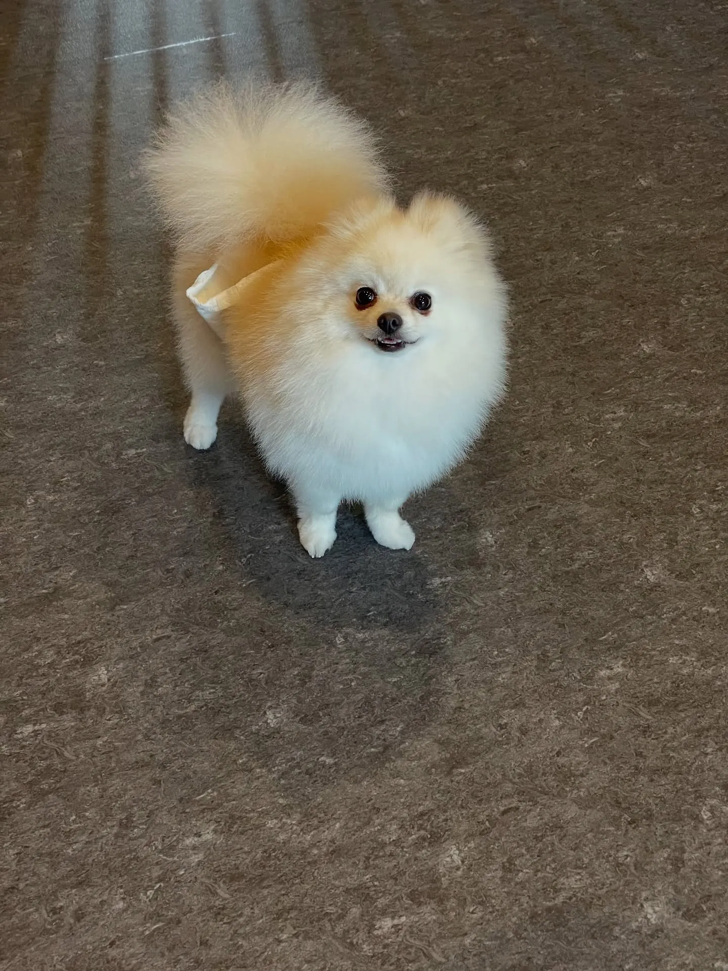 福岡市東区にあるトリミングサロンudogは、愛犬の健康と幸福...