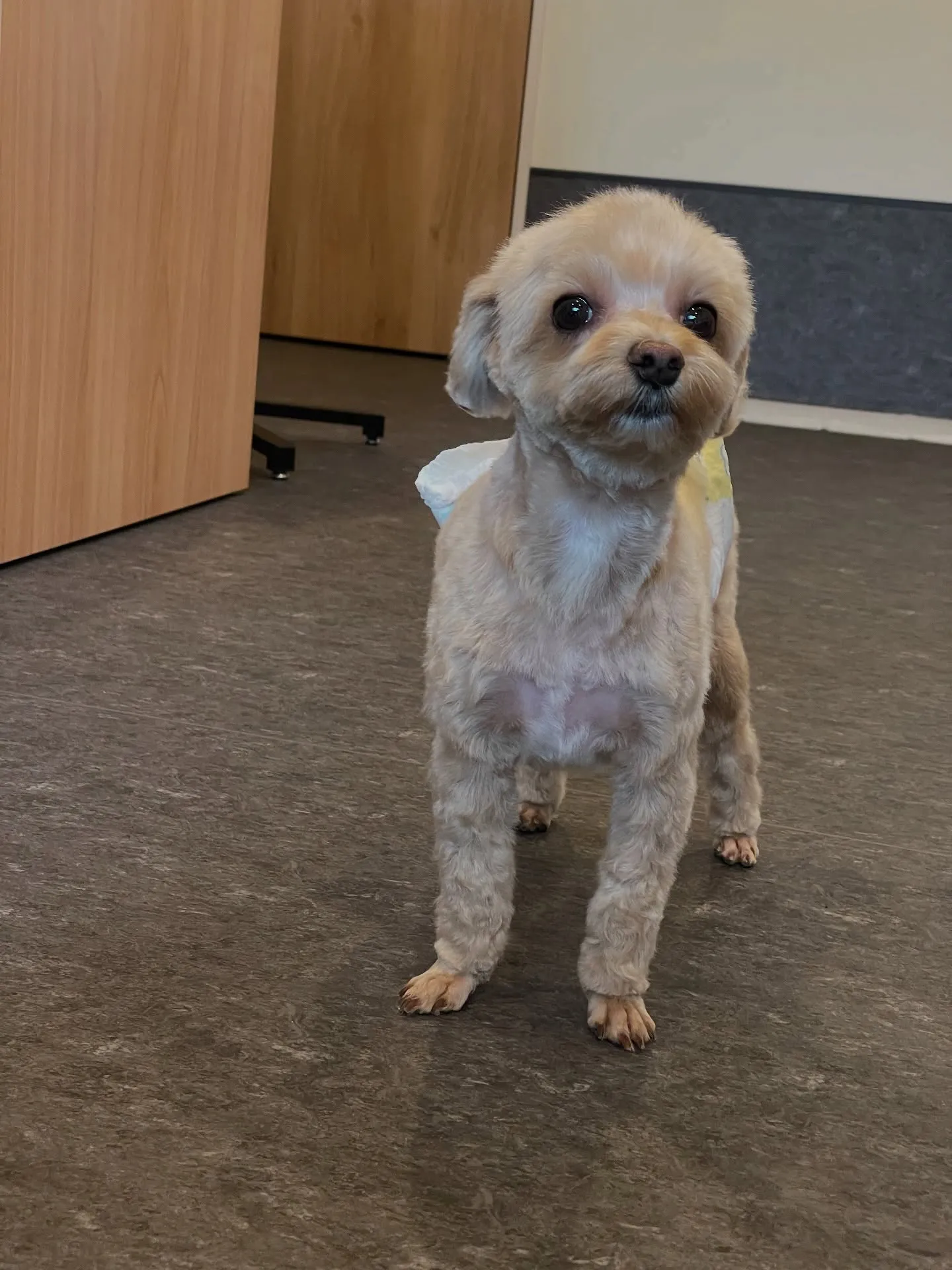 福岡市東区にあるトリミングサロンudogは、愛犬の健康と幸福...