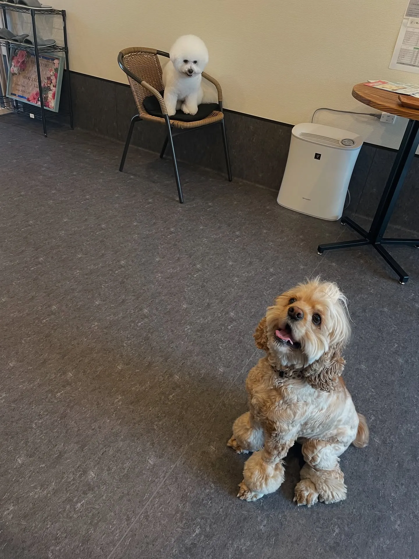 日々のトリミングは、ペットの健康と清潔さを保つために欠かせな...