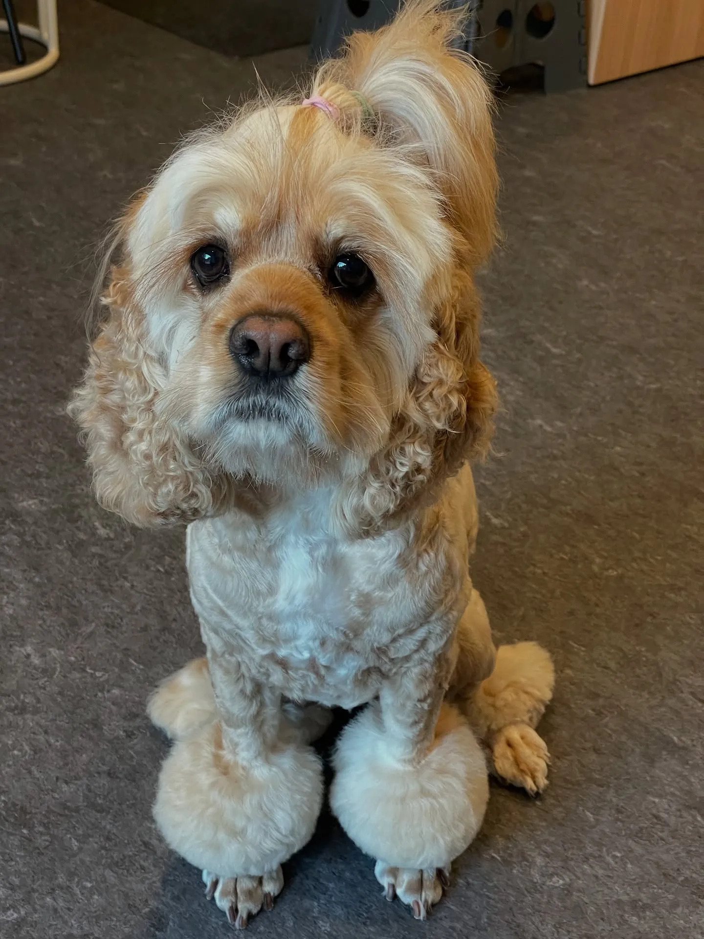 日々のトリミングは、ペットの健康と清潔さを保つために欠かせな...