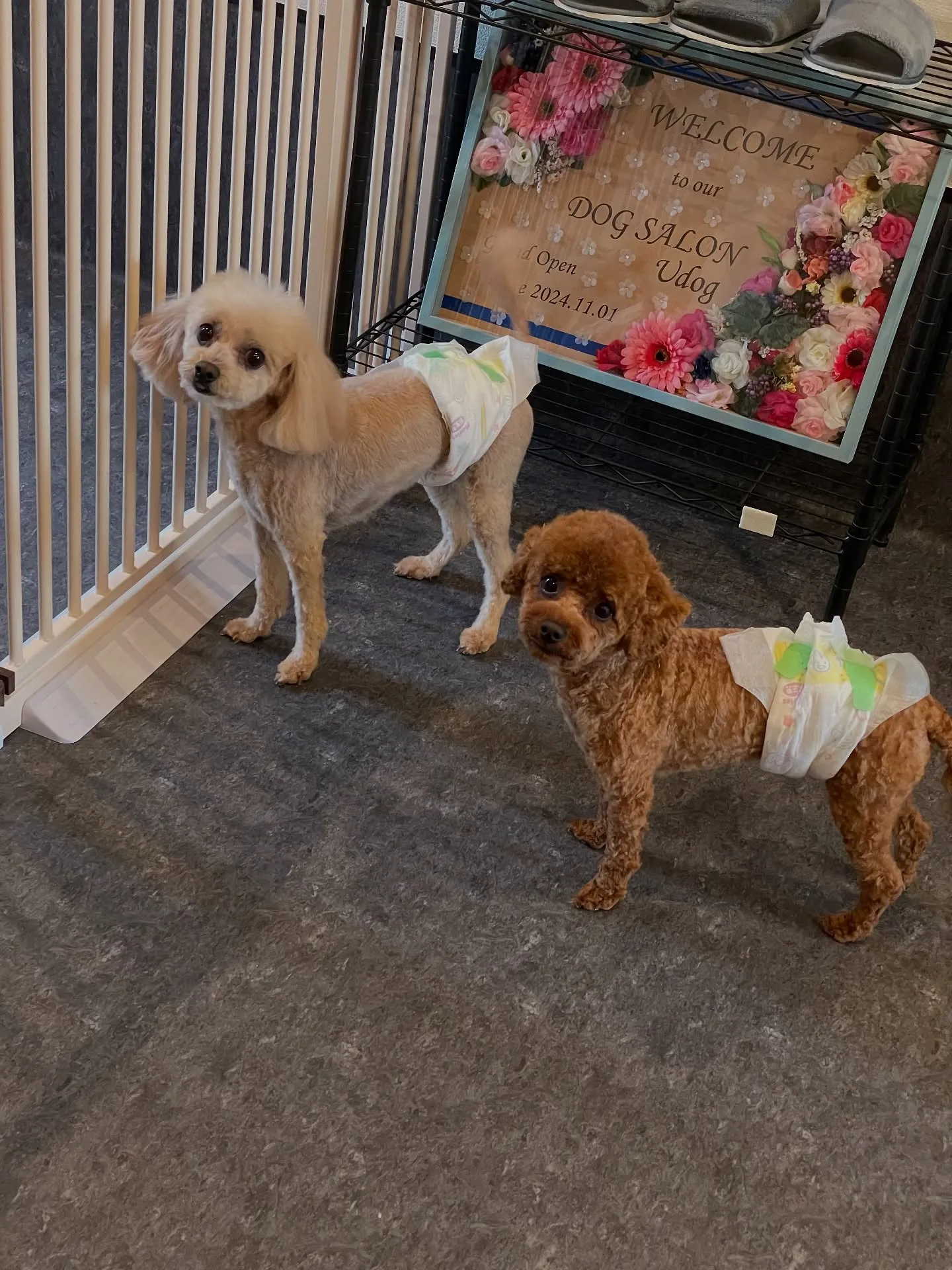 日々のトリミングは、ペットの健康と清潔さを保つために欠かせな...