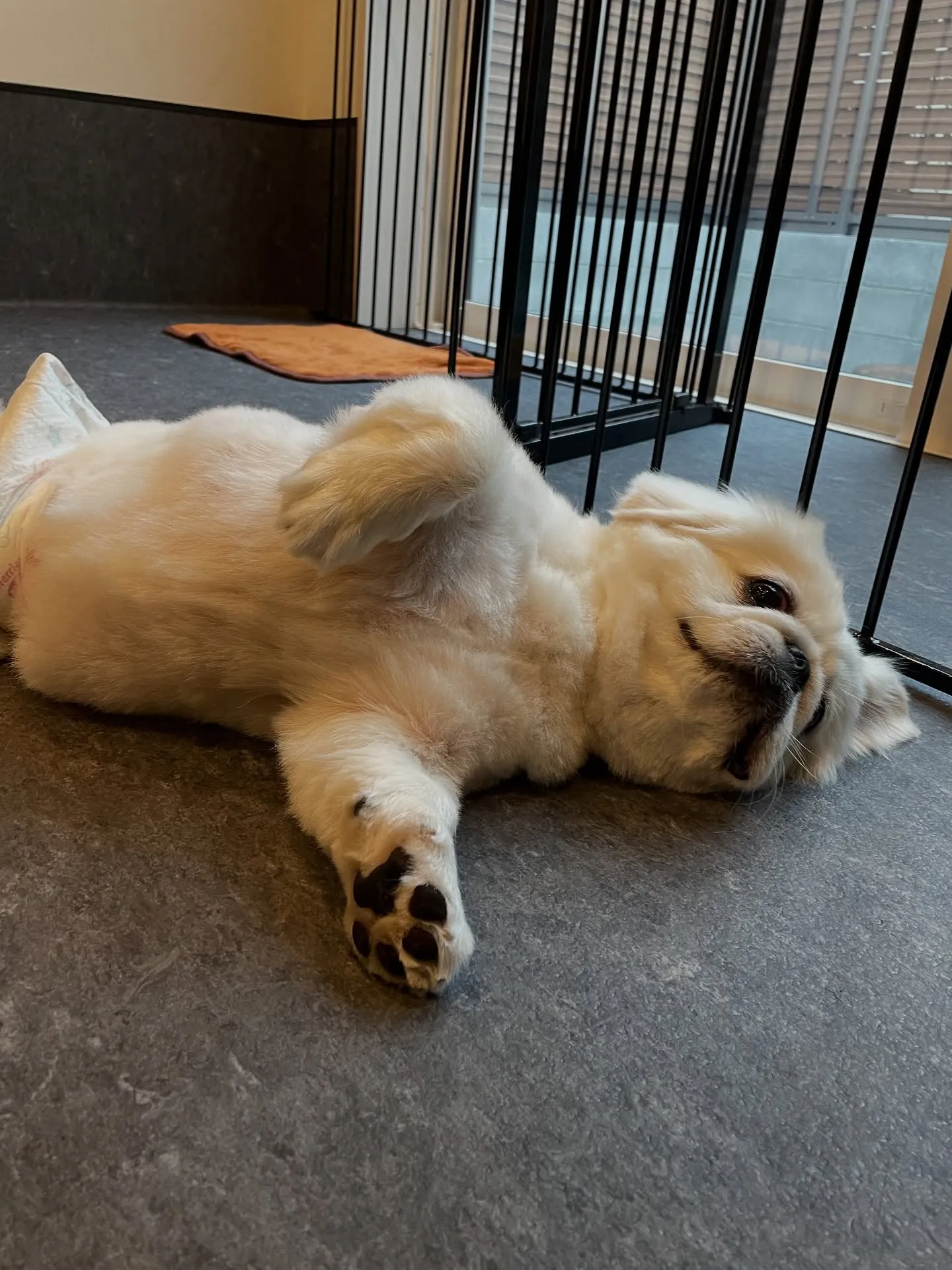 福岡市東区に位置するトリミング専門店「udog」は、愛犬たち...