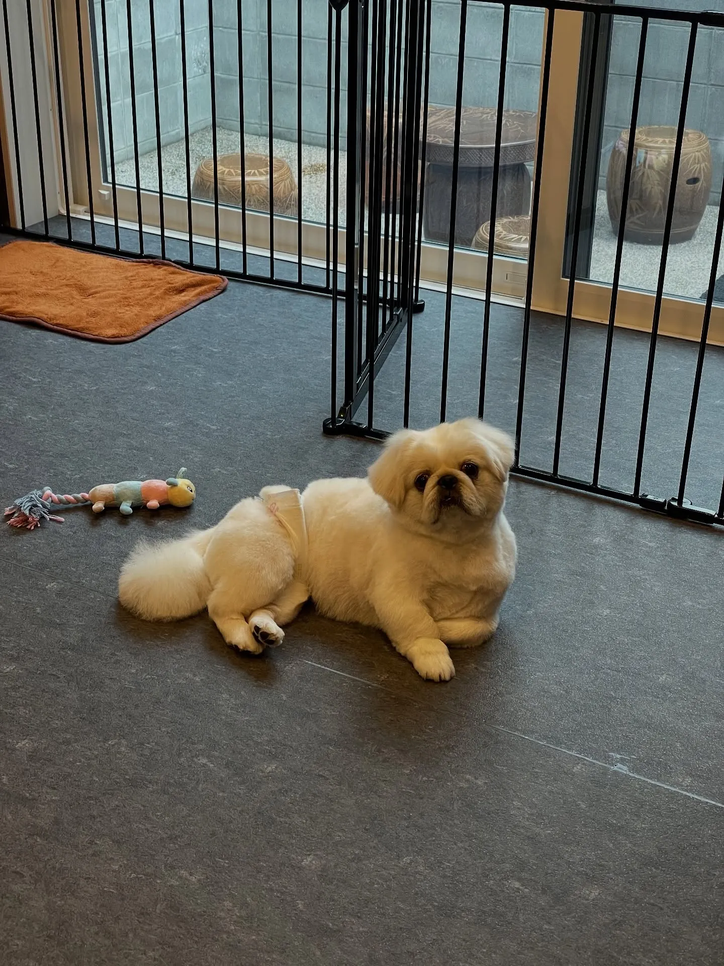 福岡市東区に位置するトリミング専門店「udog」は、愛犬たち...