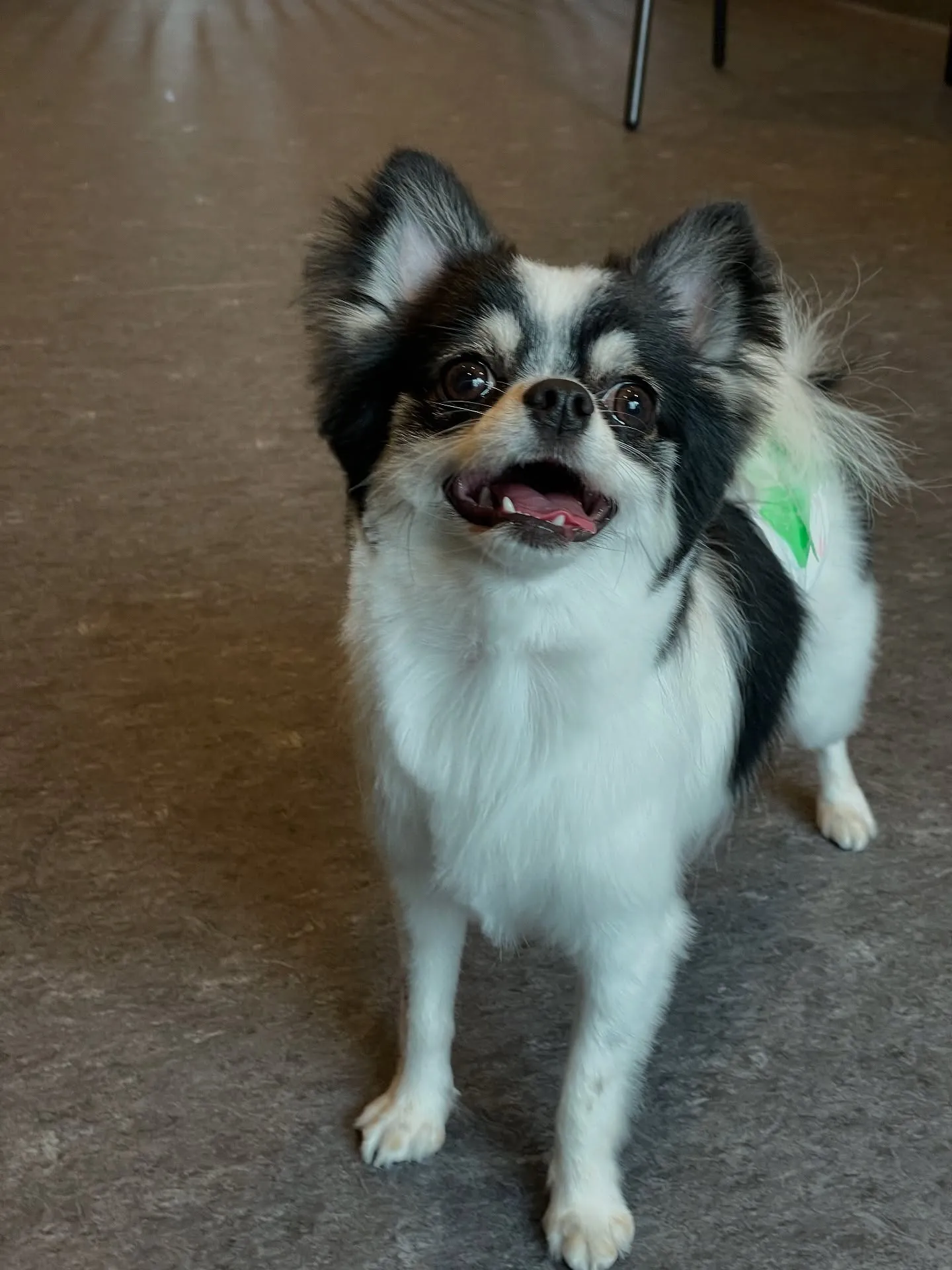 福岡市東区にあるトリミングサロン「udog」は、小型から中型...