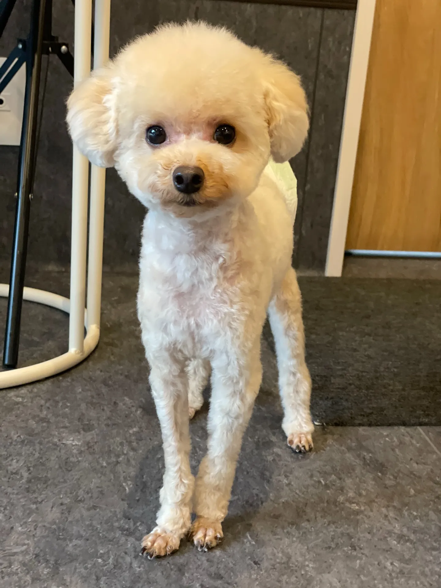 福岡市東区に位置する完全予約制のイヌ専門美容室Udogは、愛...