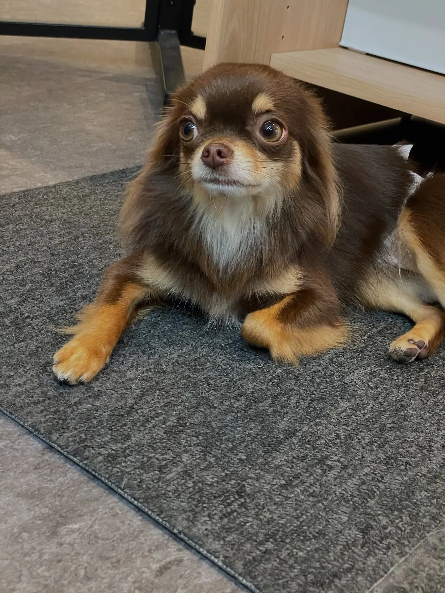 福岡市東区に位置するトリミング専門店「Udog」🐾では、わん...