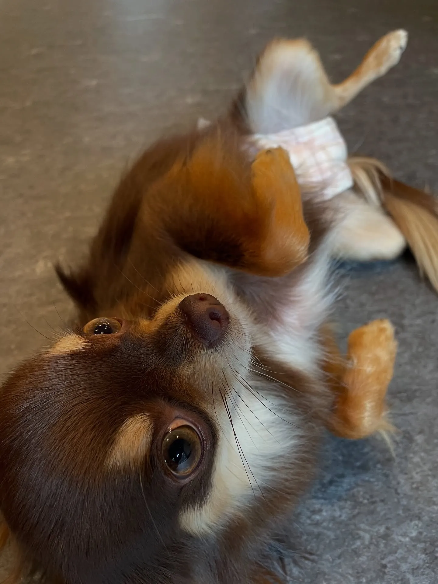 福岡市東区に位置するトリミング専門店「Udog」🐾では、わん...