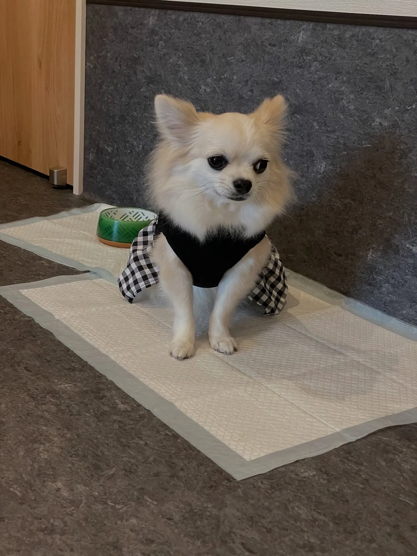 福岡市東区に位置するトリミング専門店「Udog」🐾では、わん...