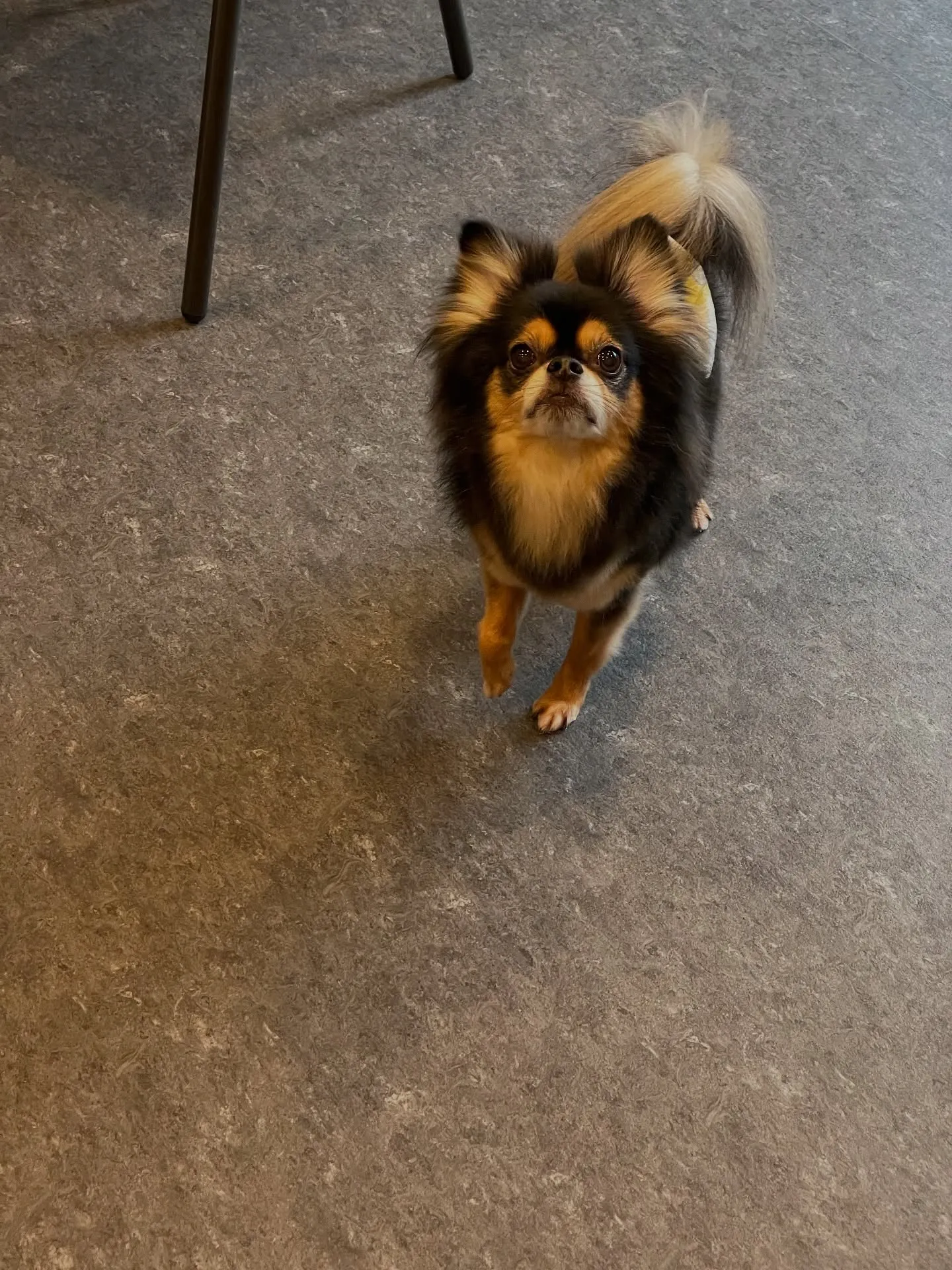 福岡市東区に位置するトリミング専門店「Udog」🐾では、わん...