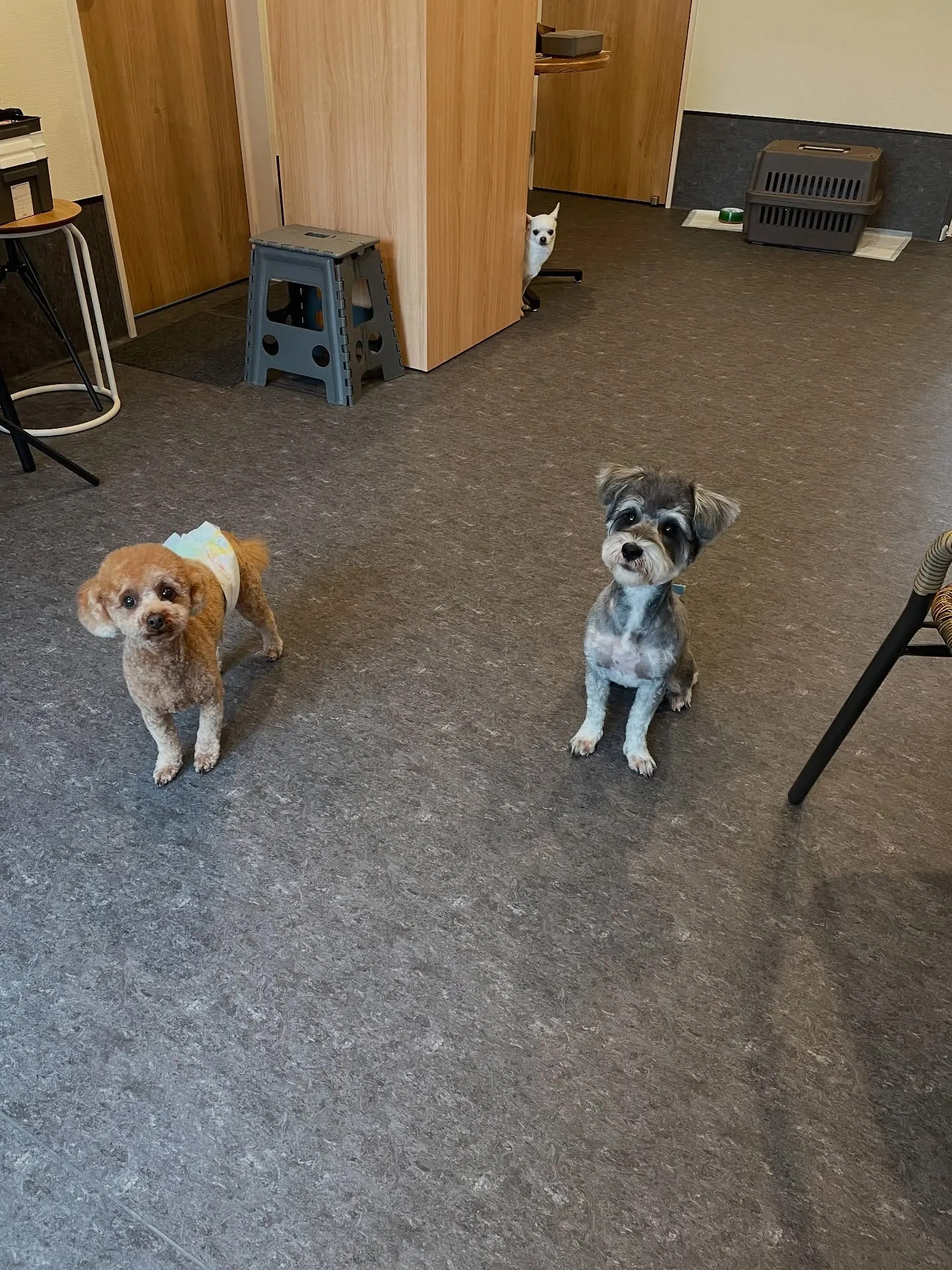 こんにちは！🐾✨福岡市東区のトリミング専門店Udogです。