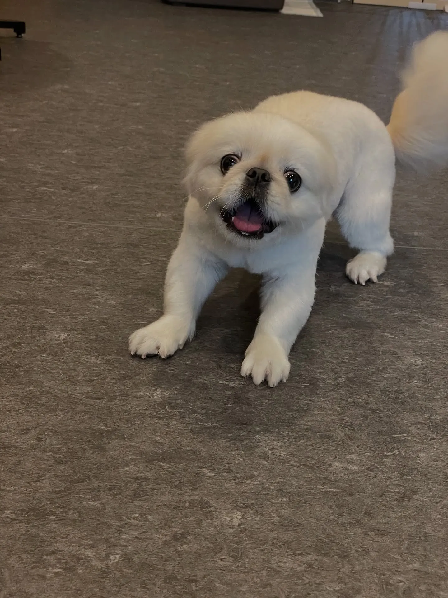 🐾✨愛犬のための最高の空間がここに！Udogはまるで快適な室...