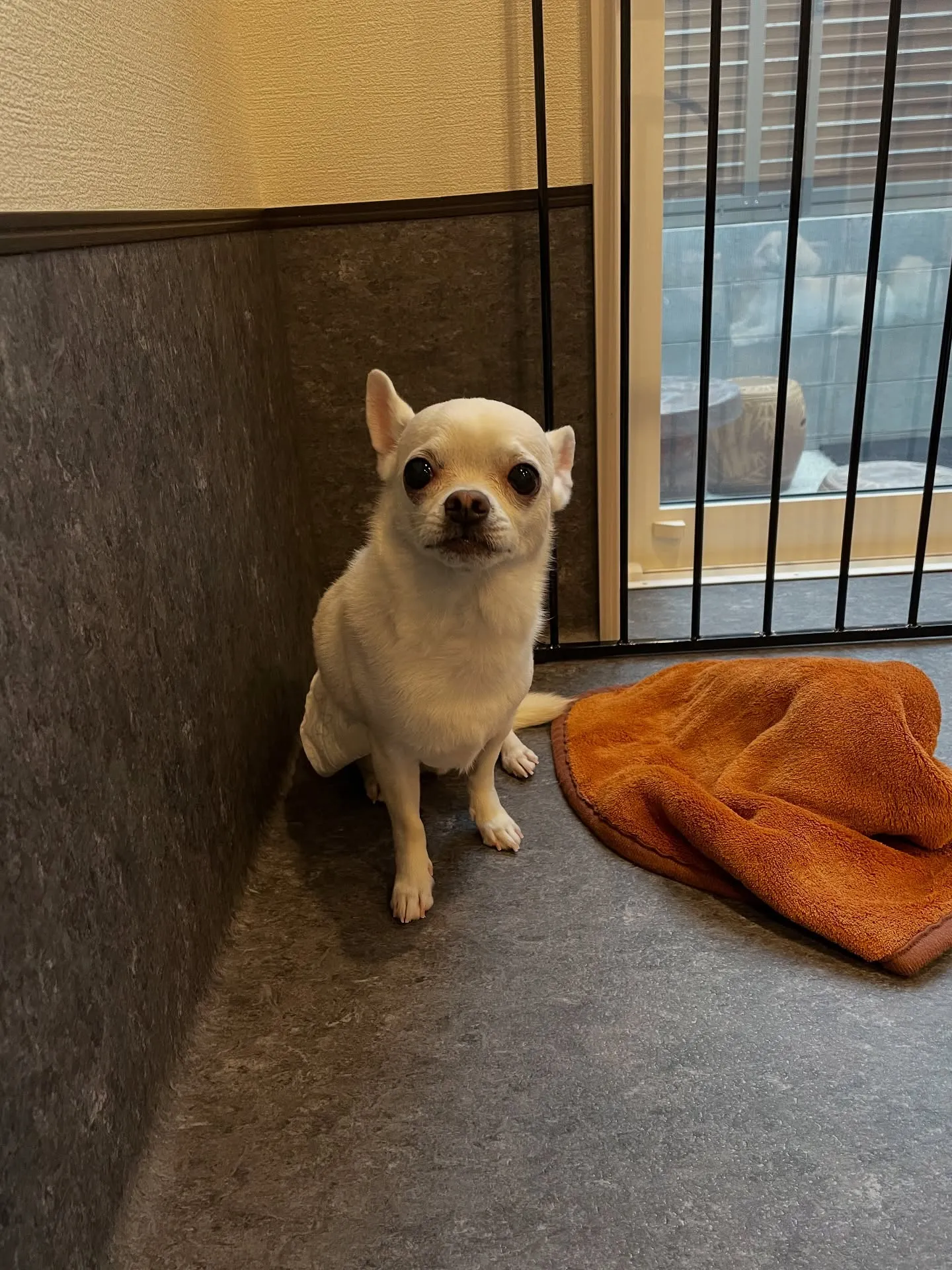 🐾✨愛犬のための最高の空間がここに!Udogはまるで快適な室...